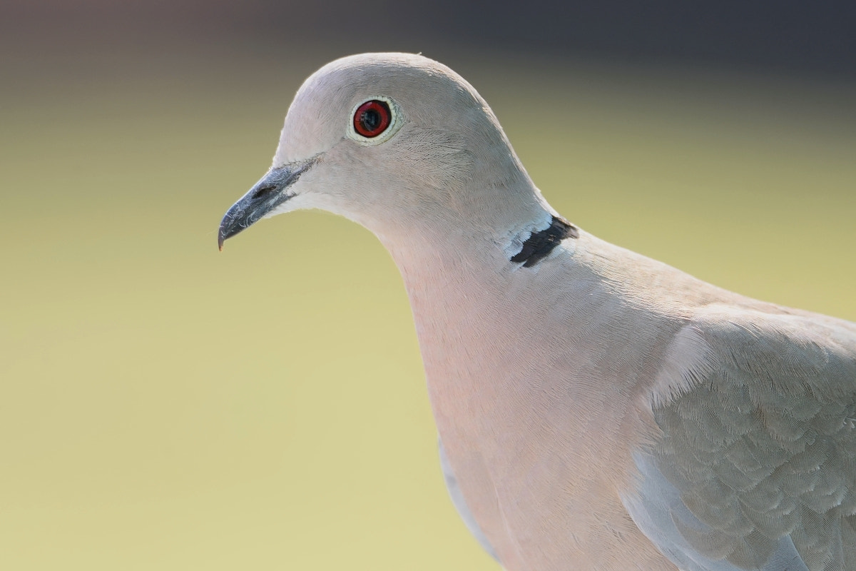 Nikon D7200 sample photo. Streptopelia decaocto photography