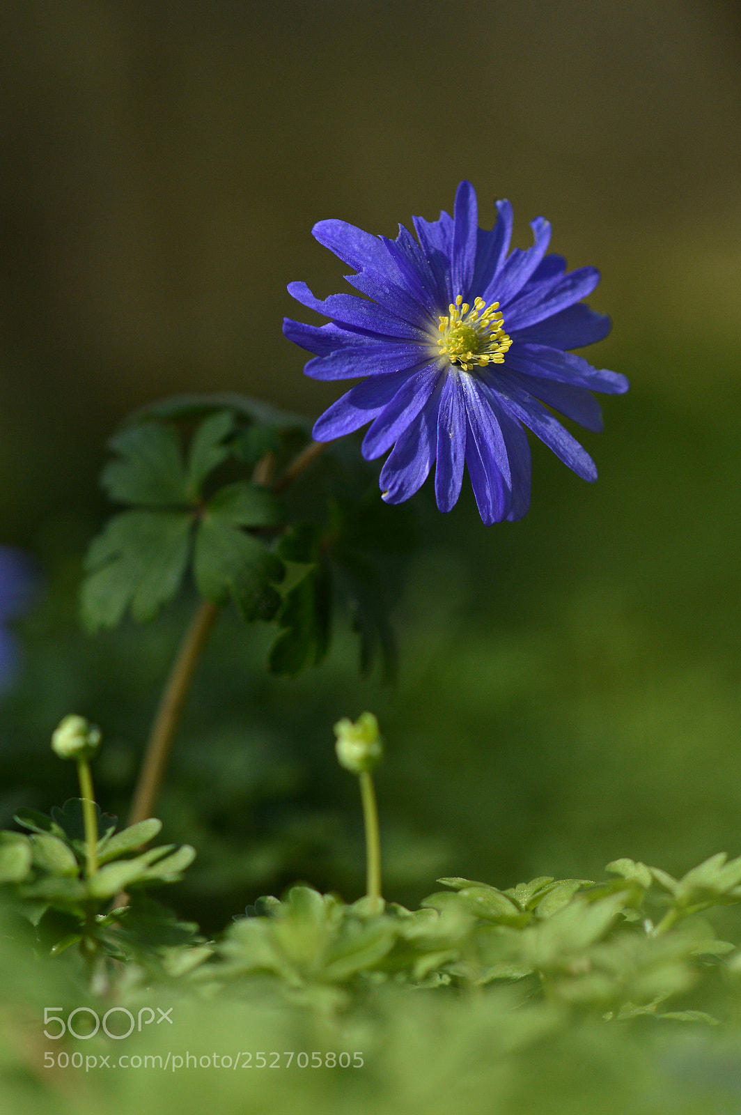 Nikon D3200 sample photo. Balkan - windröschen photography