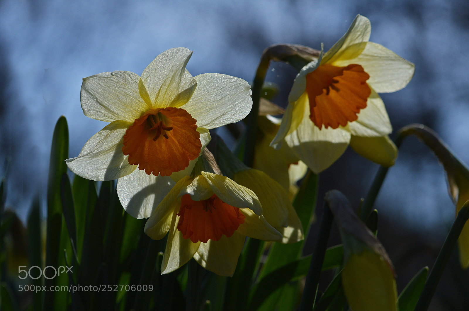 Nikon D3200 sample photo. Daffodils in the back photography