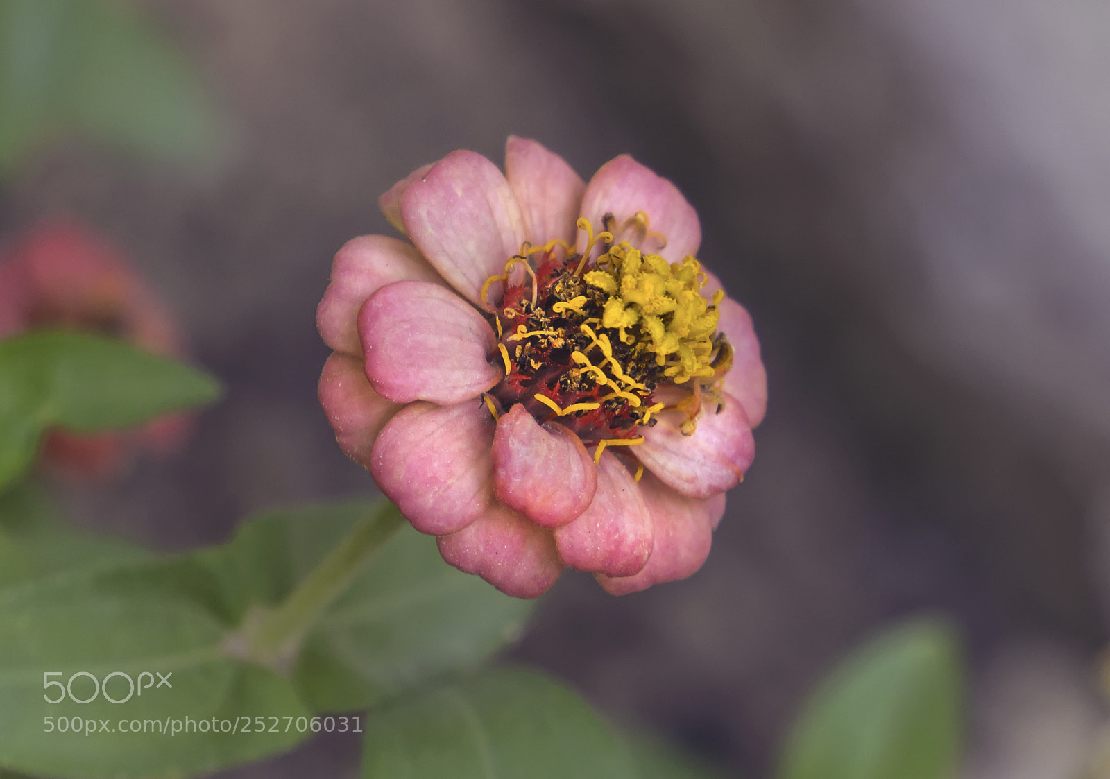 Sony Alpha NEX-5N sample photo. Flower photography