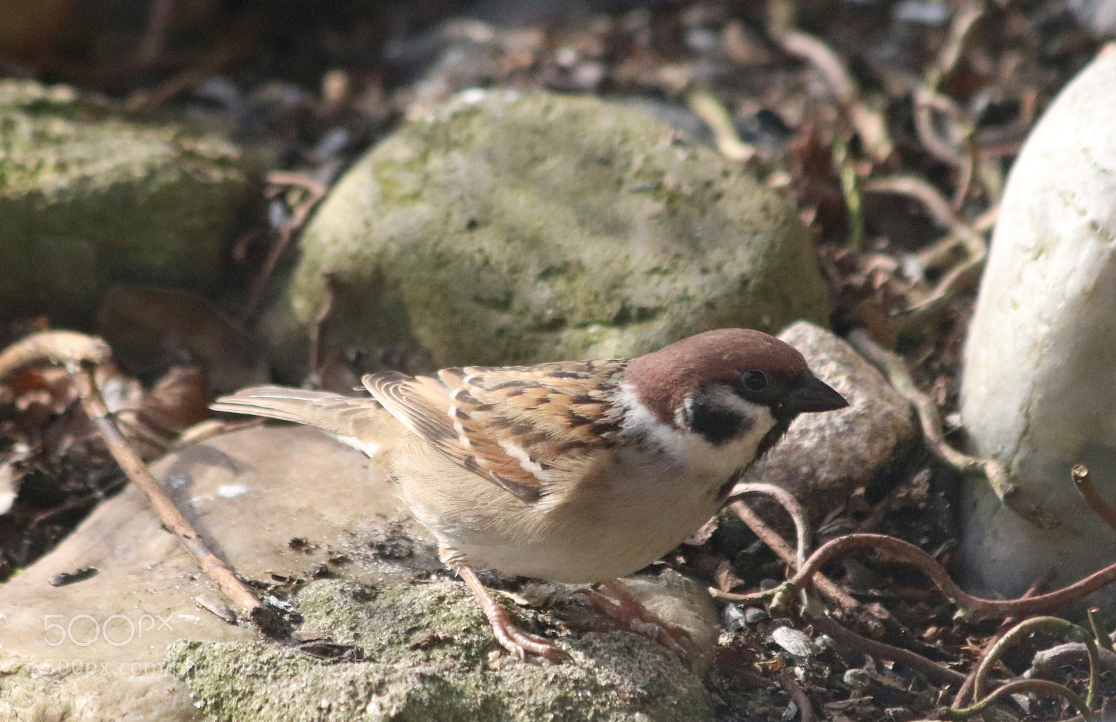 Canon EOS 77D (EOS 9000D / EOS 770D) sample photo. Tree sparrow photography