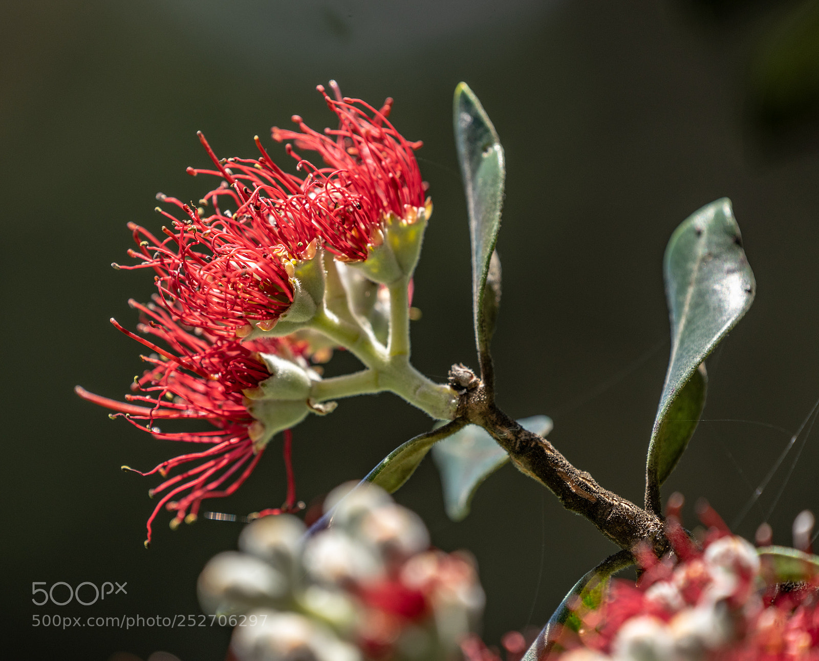 Sony a7 II sample photo. Pohutukawa photography