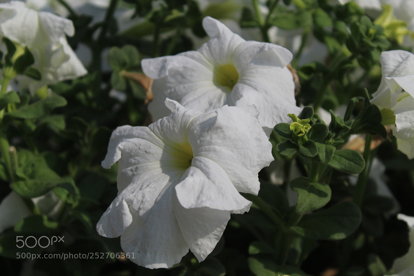 Canon EOS 1300D (EOS Rebel T6 / EOS Kiss X80) sample photo. Img photography