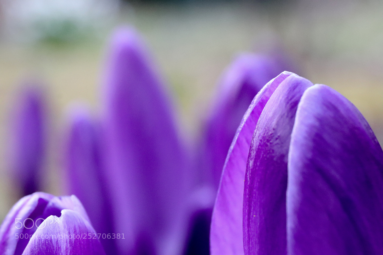 Canon EOS 77D (EOS 9000D / EOS 770D) sample photo. Purple crocus photography
