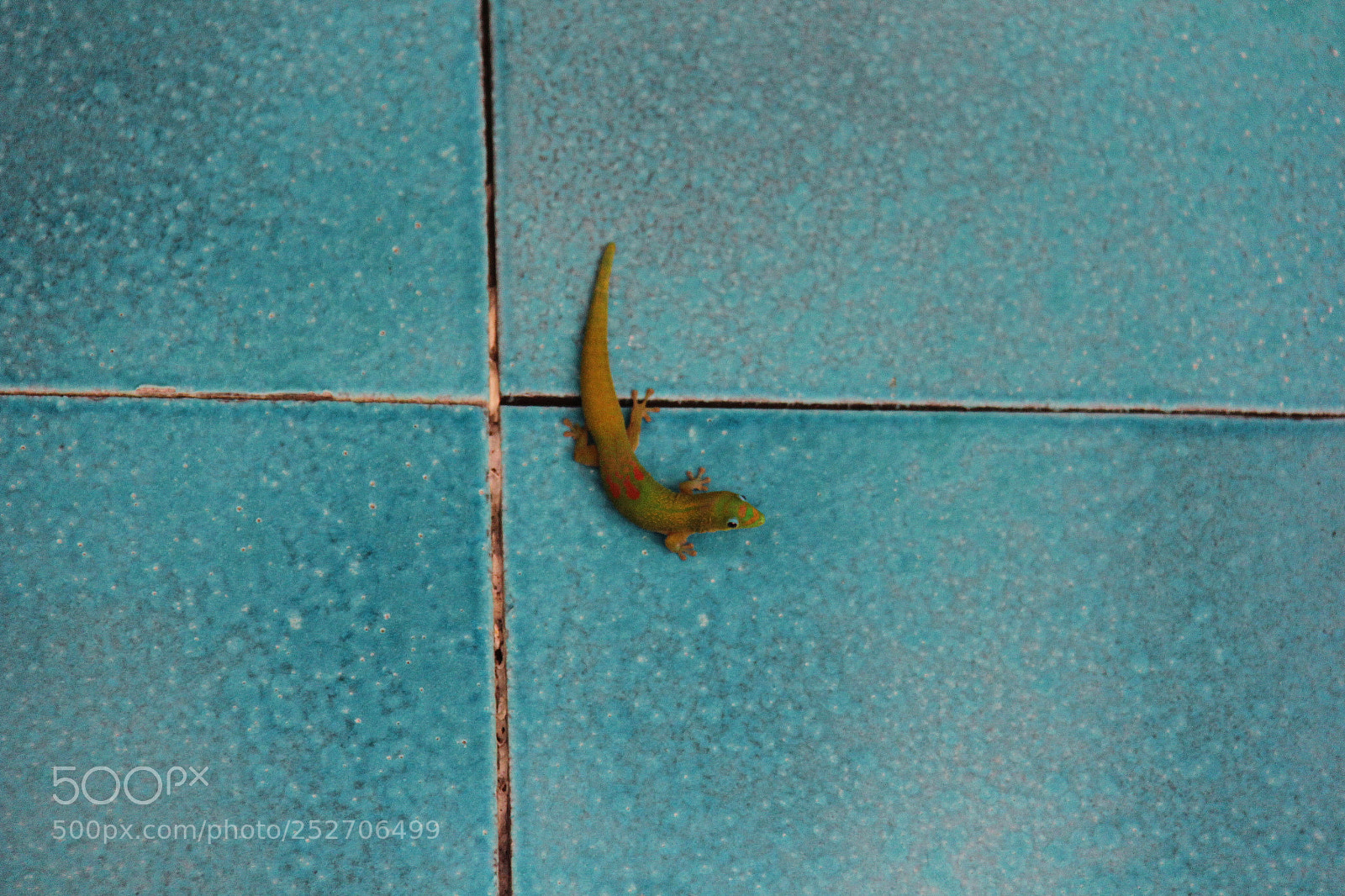 Canon EOS 60D sample photo. Gecko.... on a wall photography