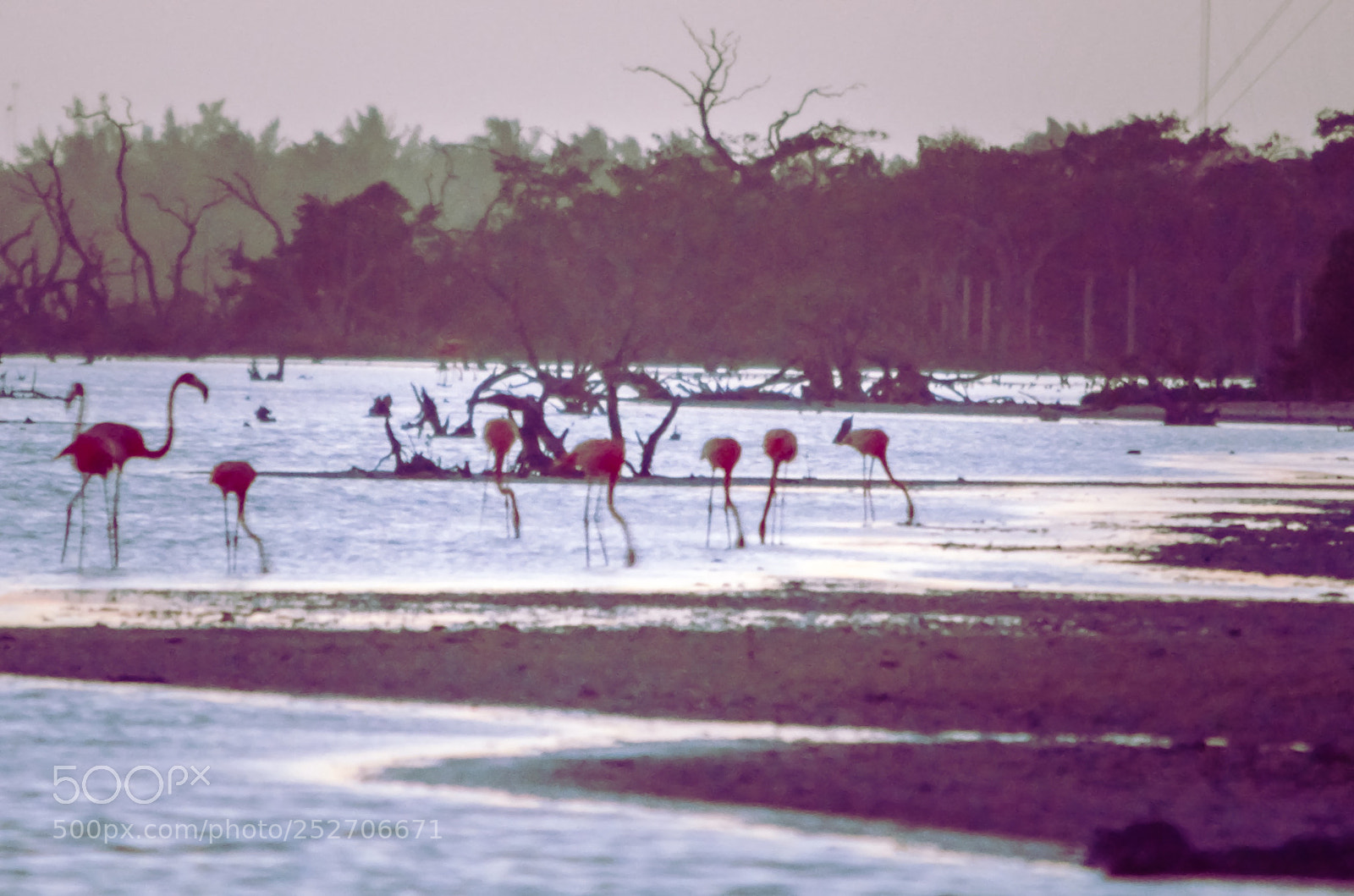 Nikon D5100 sample photo. Flamingos at dusk photography