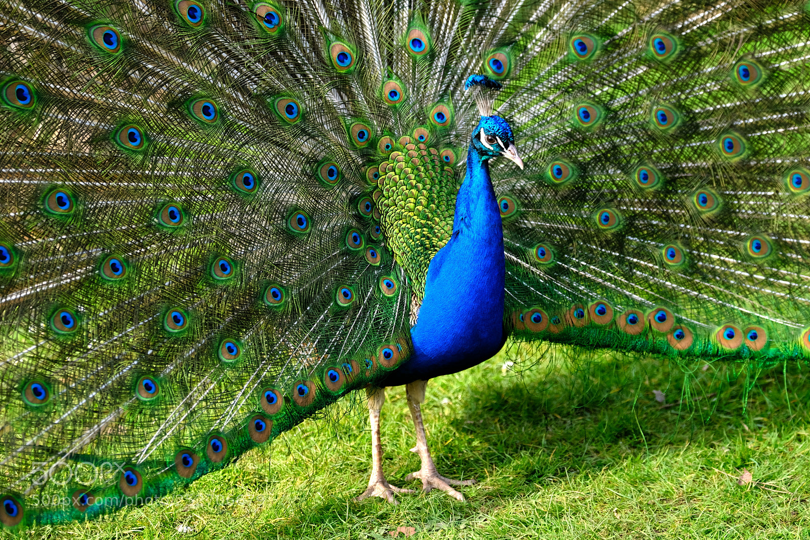 Fujifilm X-Pro2 sample photo. Peacock. photography