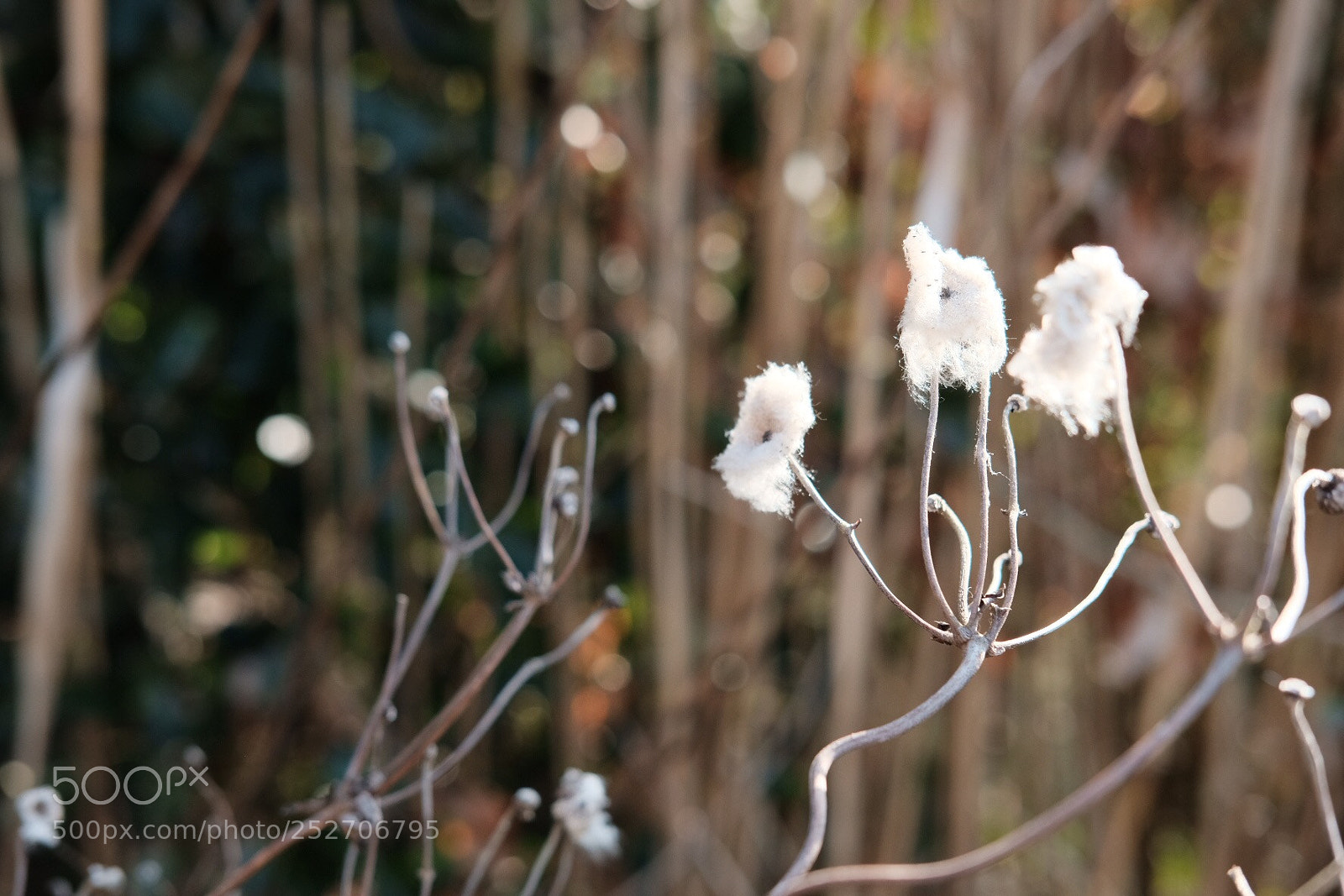 Fujifilm X-Pro2 sample photo. Morning sun meets classic photography