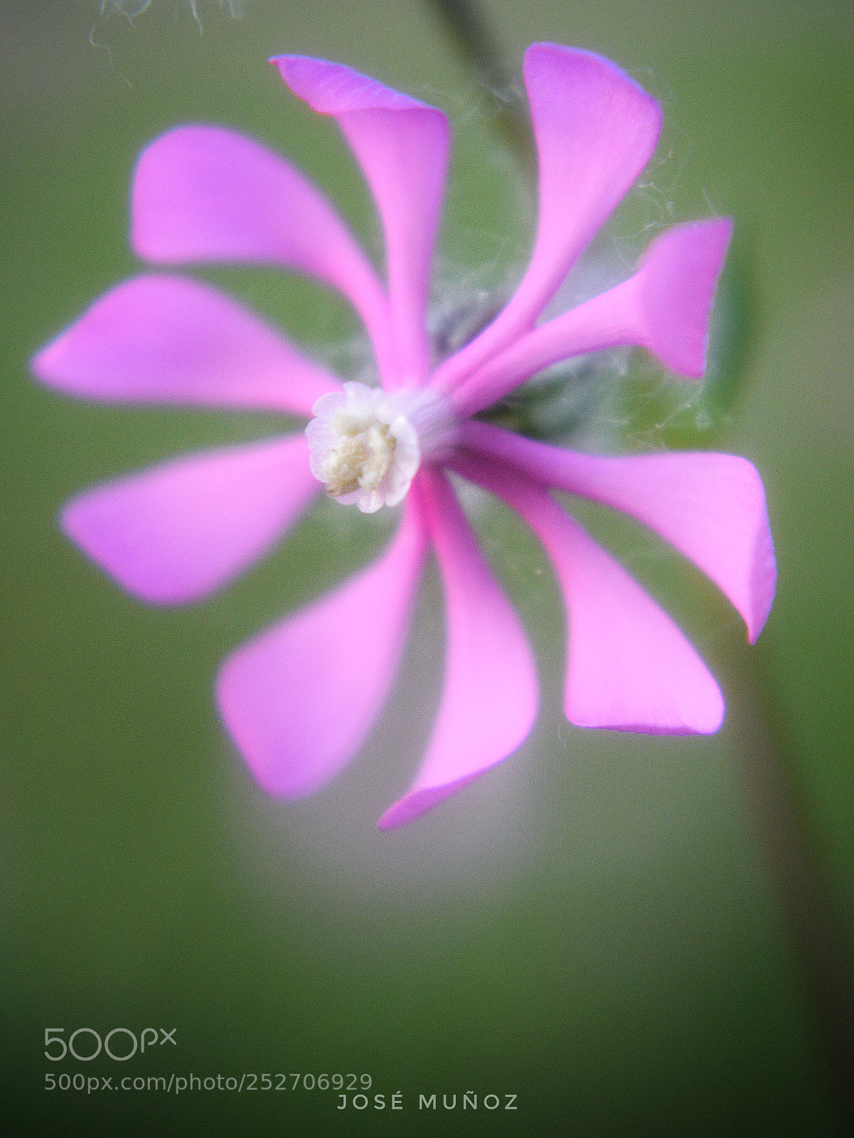 Nikon D3300 sample photo. Remolino de belleza photography