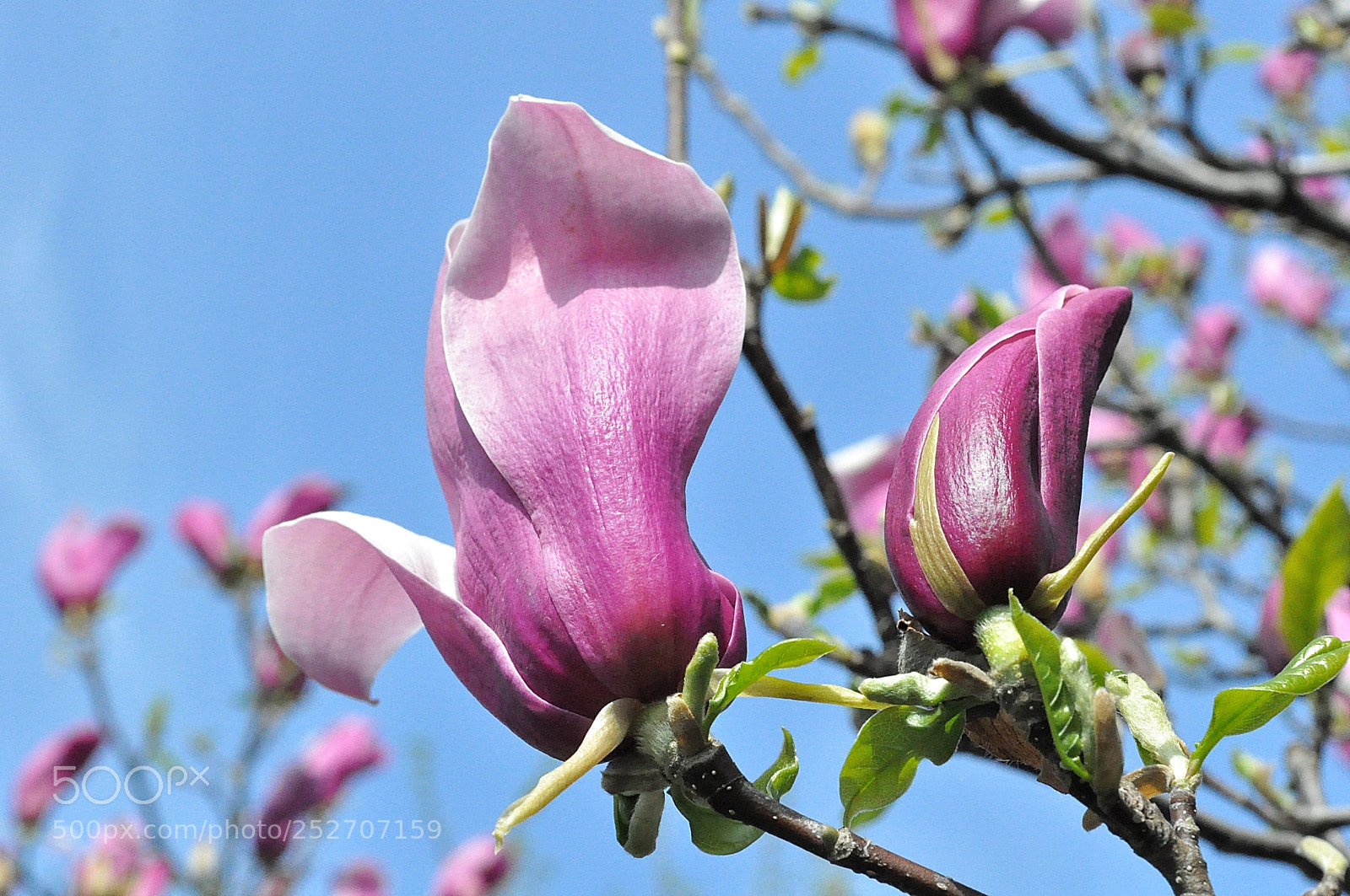 Nikon D5000 sample photo. Bella magnolia photography