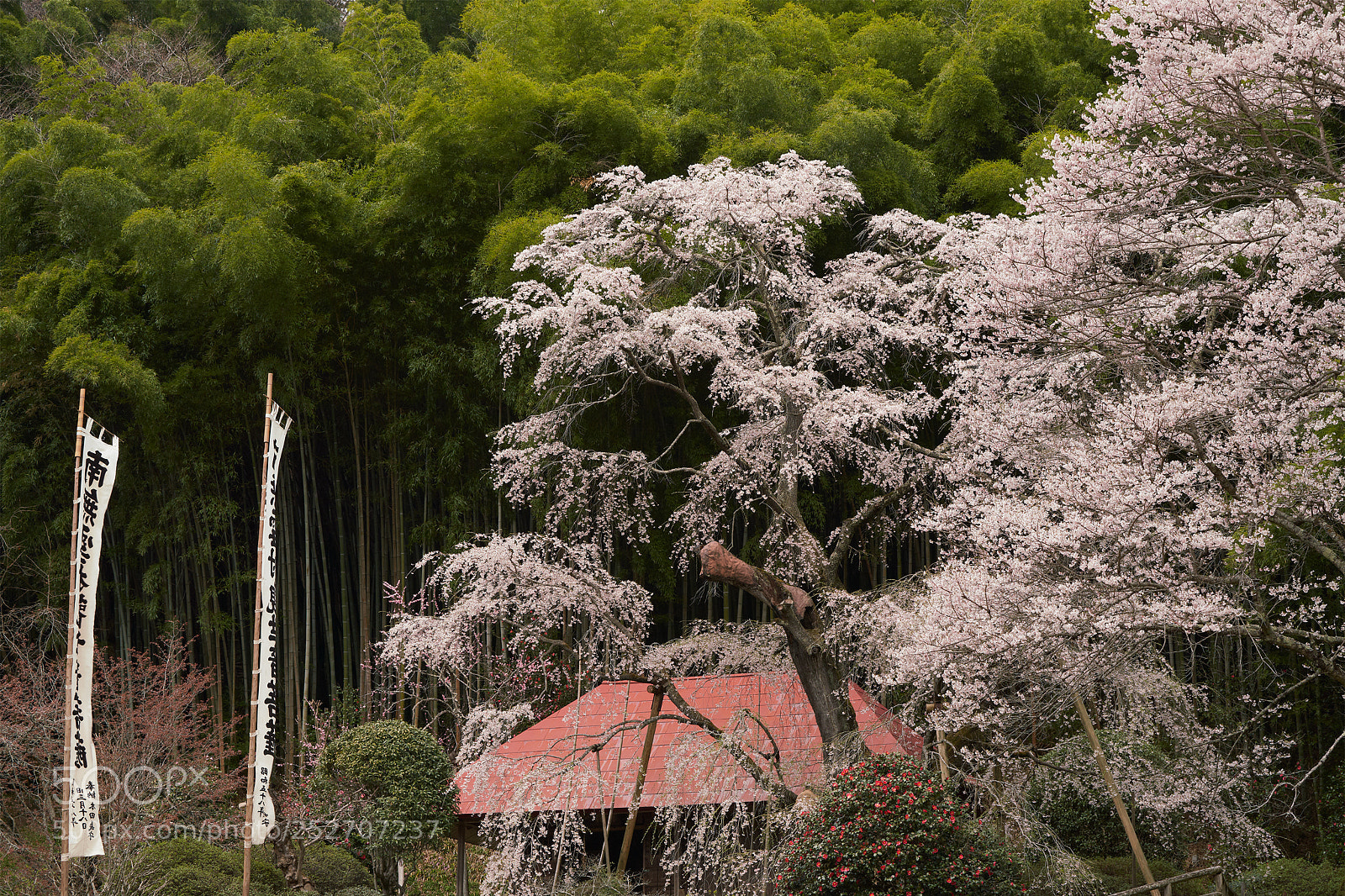 Sony a7R III sample photo. Yukimura sakura cherry tree photography