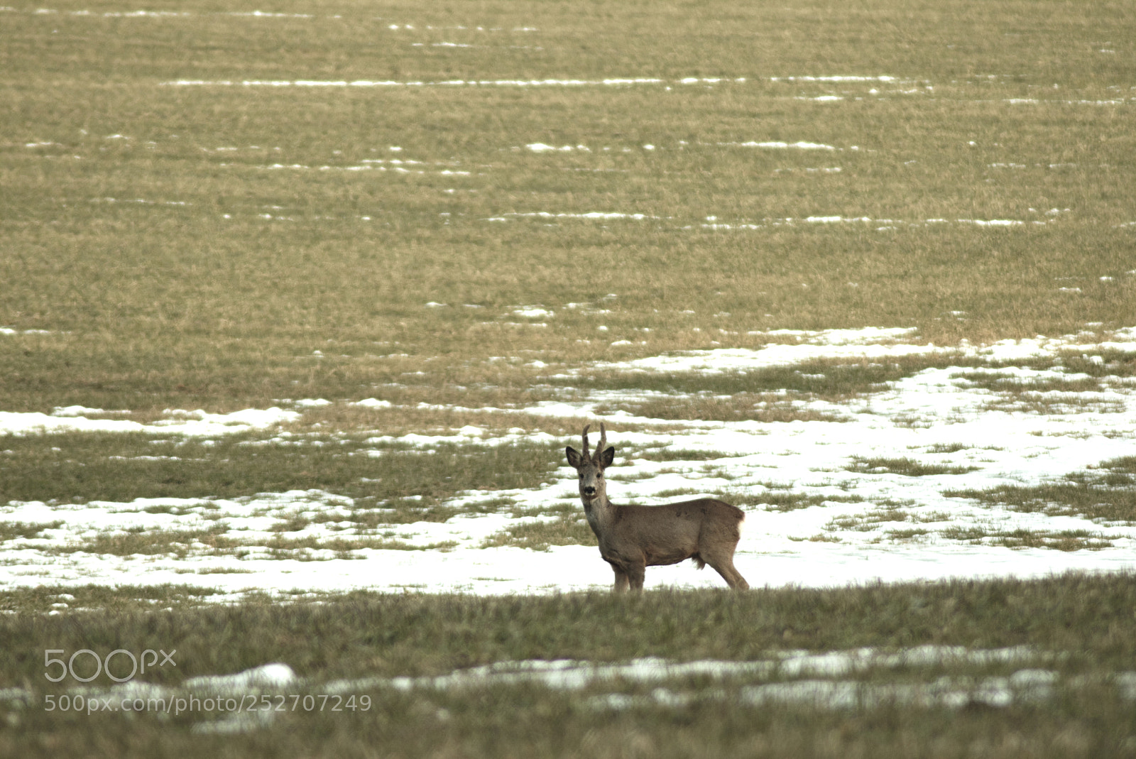 Canon EOS 70D sample photo. Deer photography