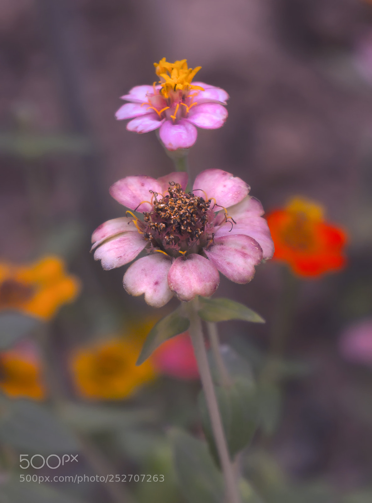 Sony Alpha NEX-5N sample photo. Flowers photography