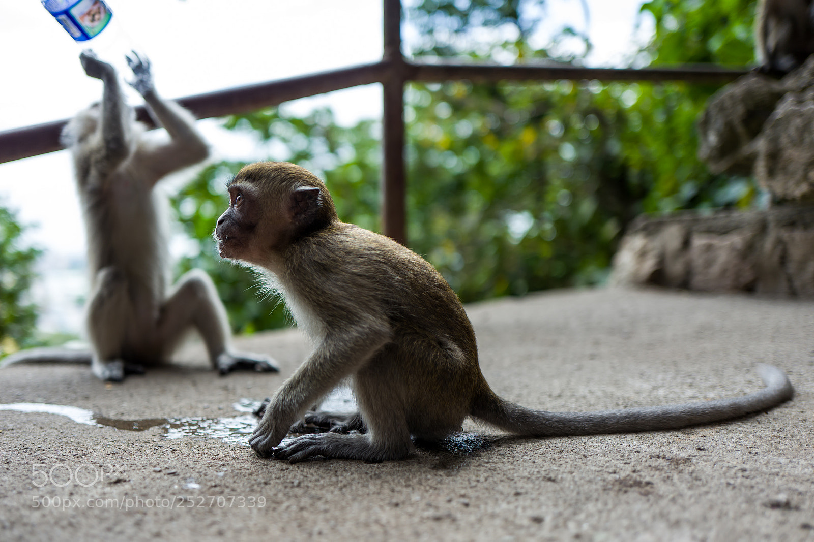 Leica Q (Typ 116) sample photo. A monkey near the photography