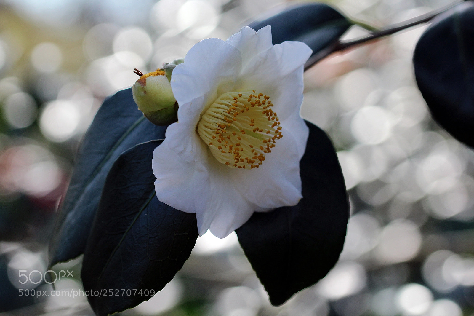 Canon EOS 1200D (EOS Rebel T5 / EOS Kiss X70 / EOS Hi) sample photo. Camellia with bouquet photography