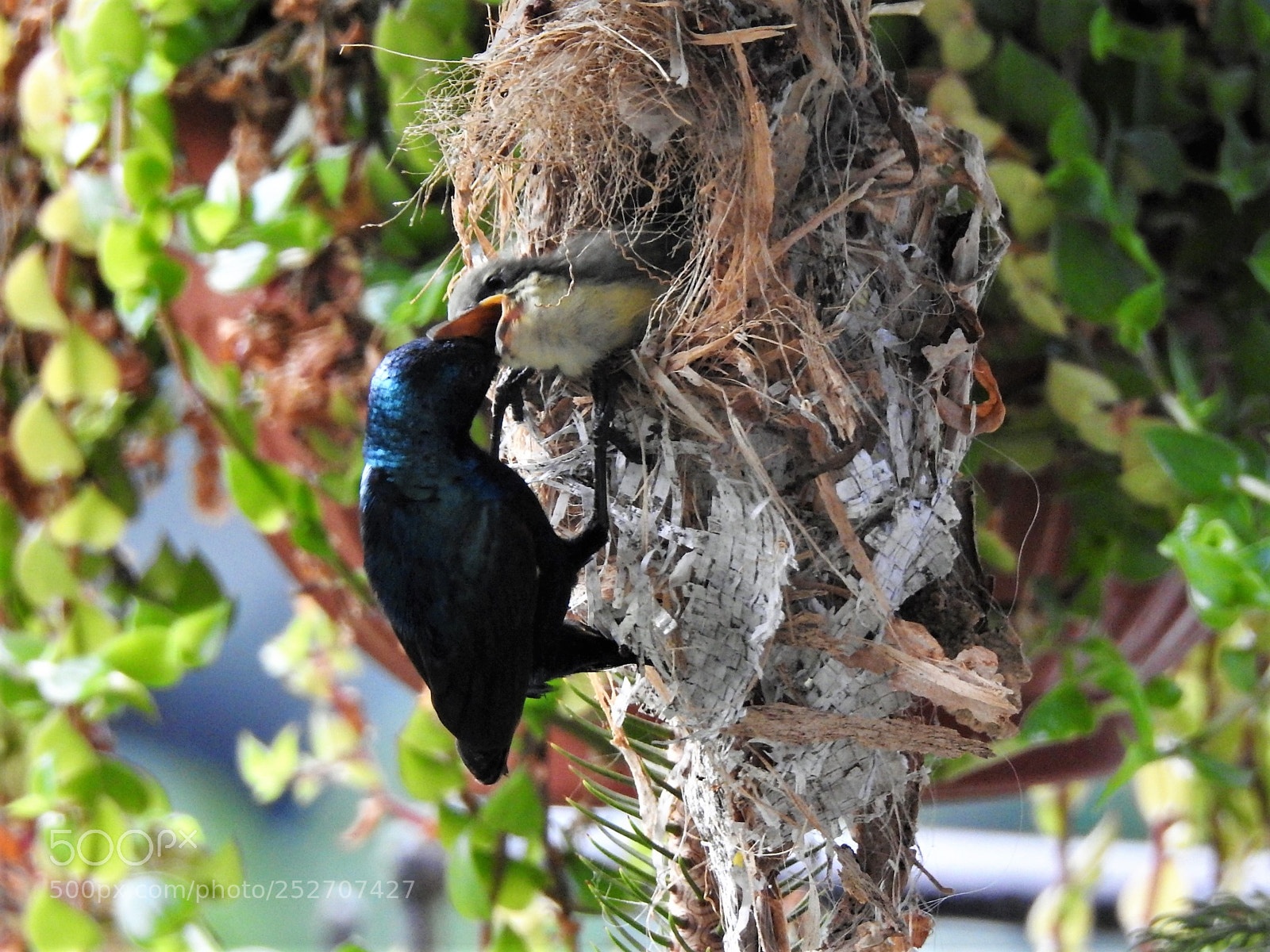 Nikon Coolpix P900 sample photo. Male purple sunbird photography