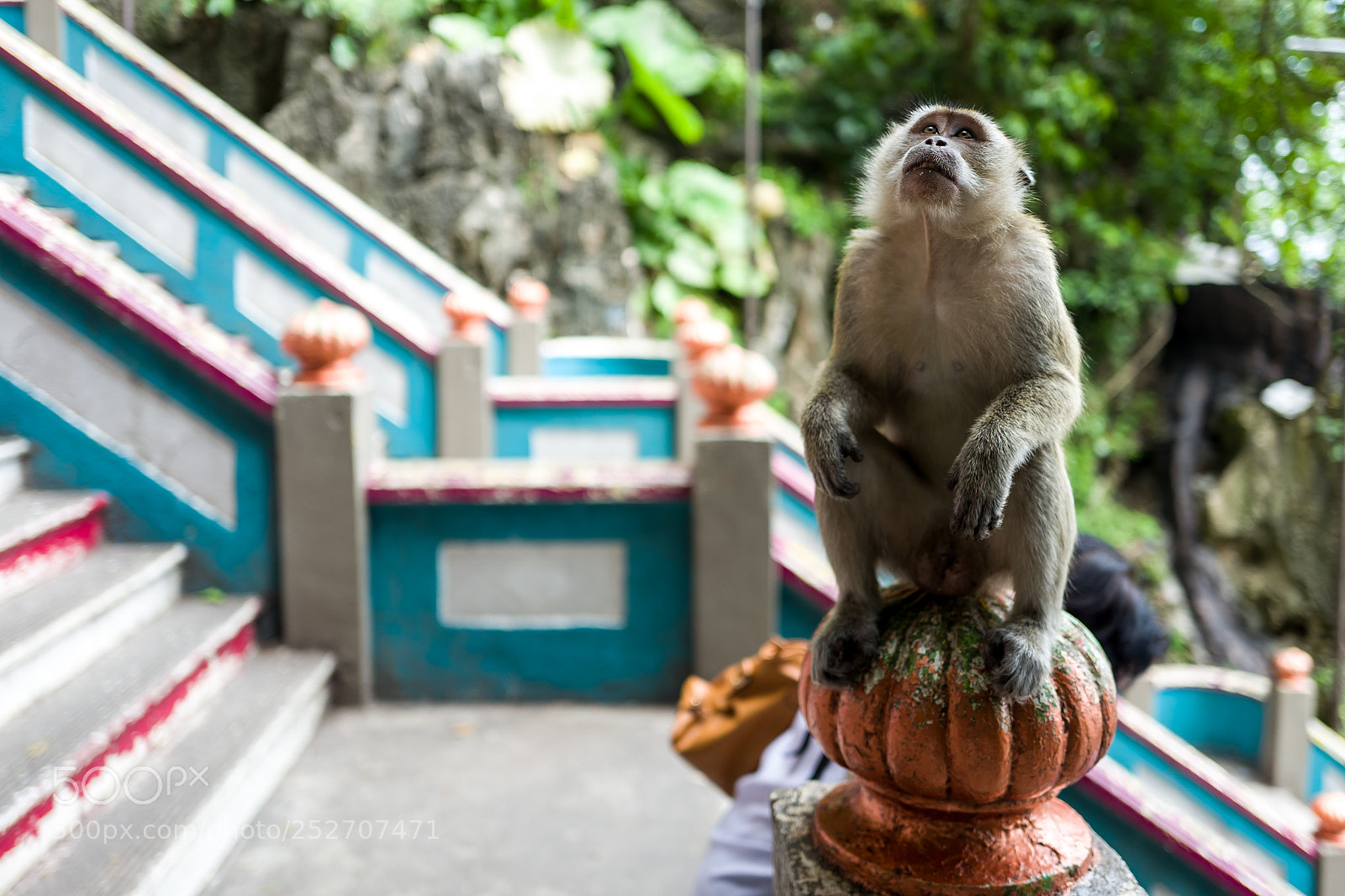 Leica Q (Typ 116) sample photo. A monkey near the photography