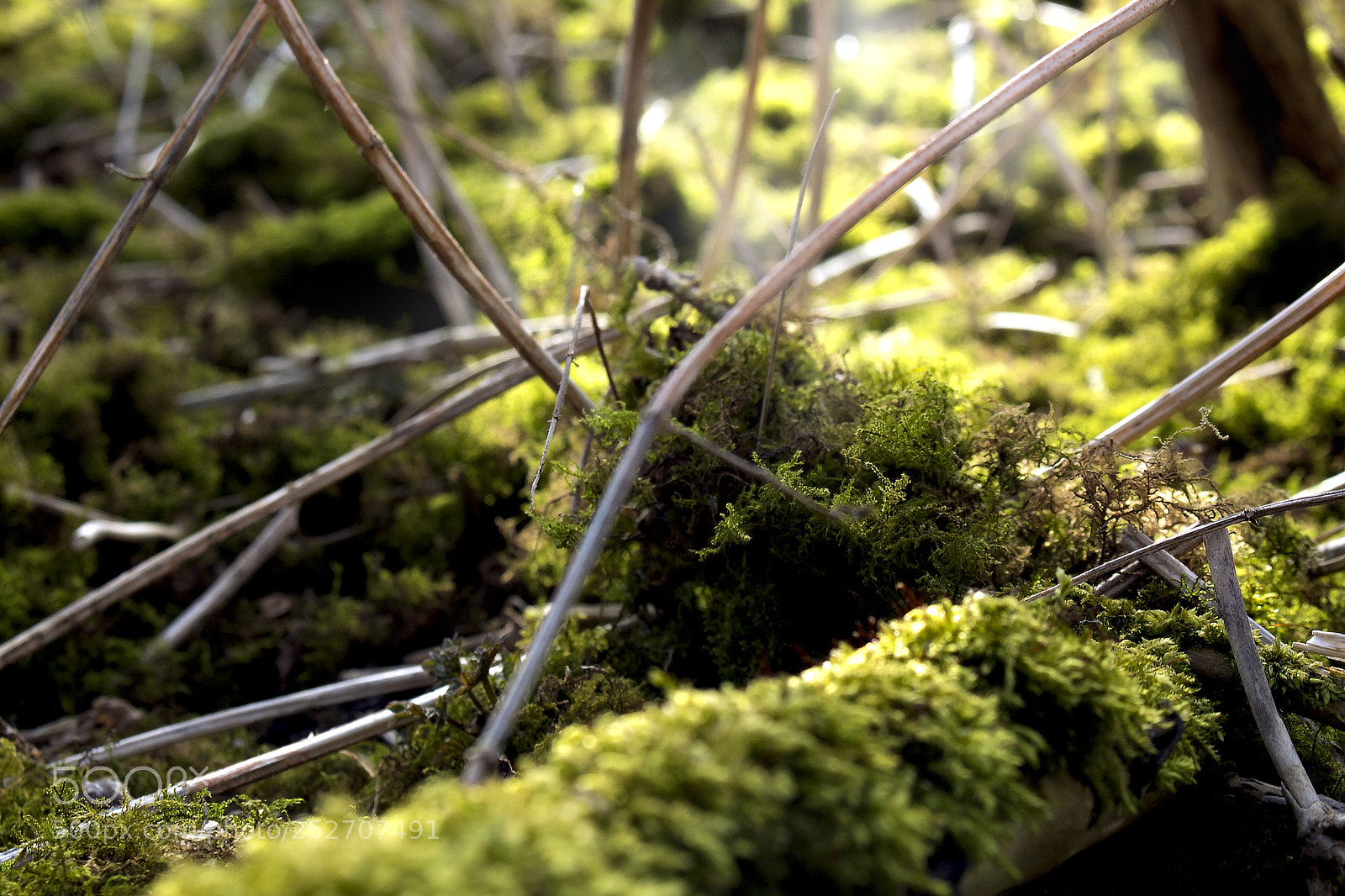 Canon EOS 700D (EOS Rebel T5i / EOS Kiss X7i) sample photo. Oo-the-greens photography
