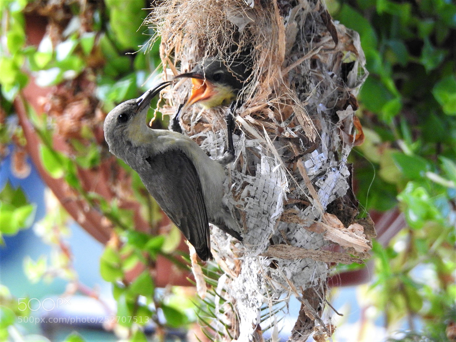 Nikon Coolpix P900 sample photo. Female purple sunbird photography