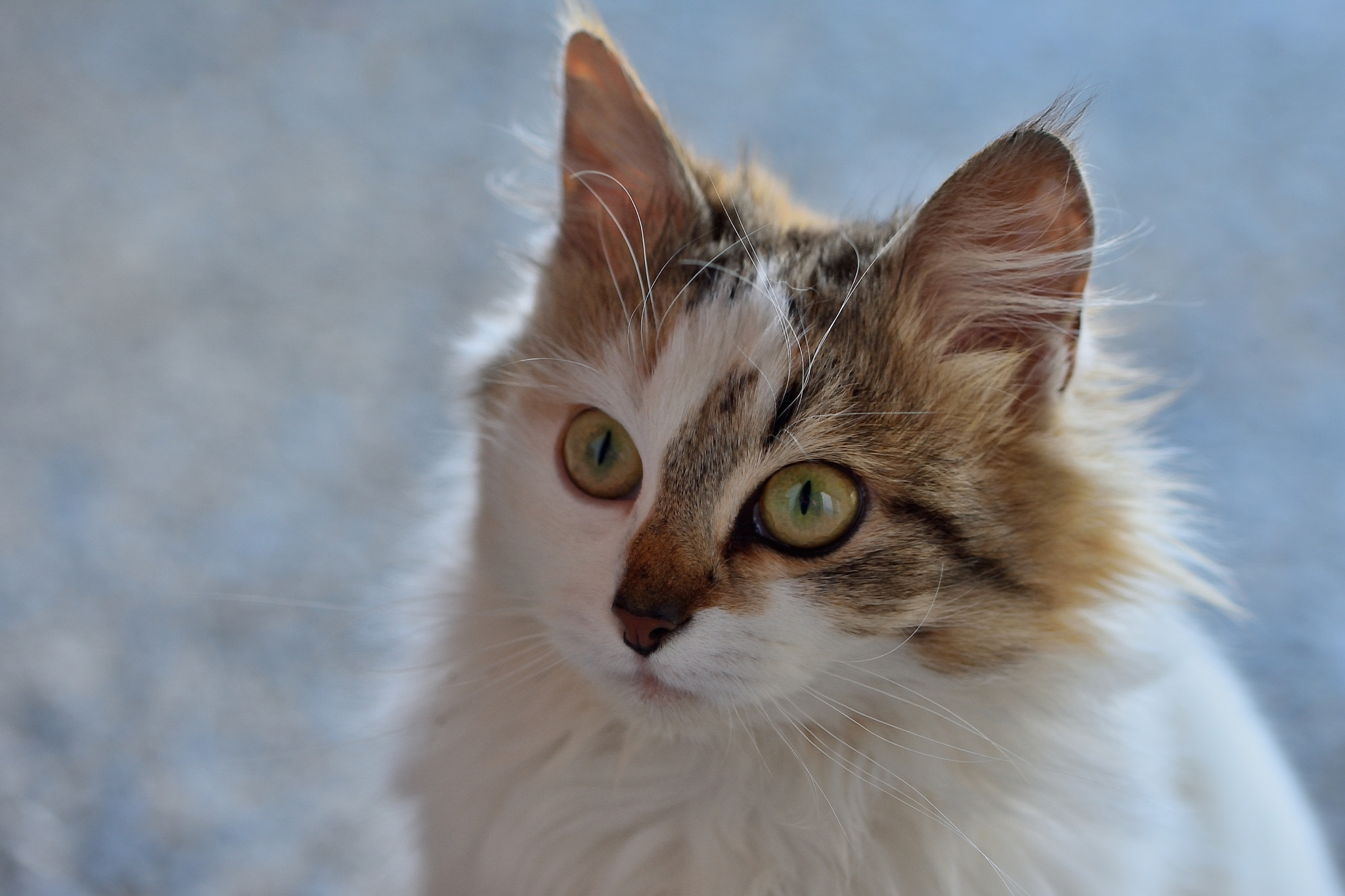 Nikon D7200 sample photo. Flagrance photography