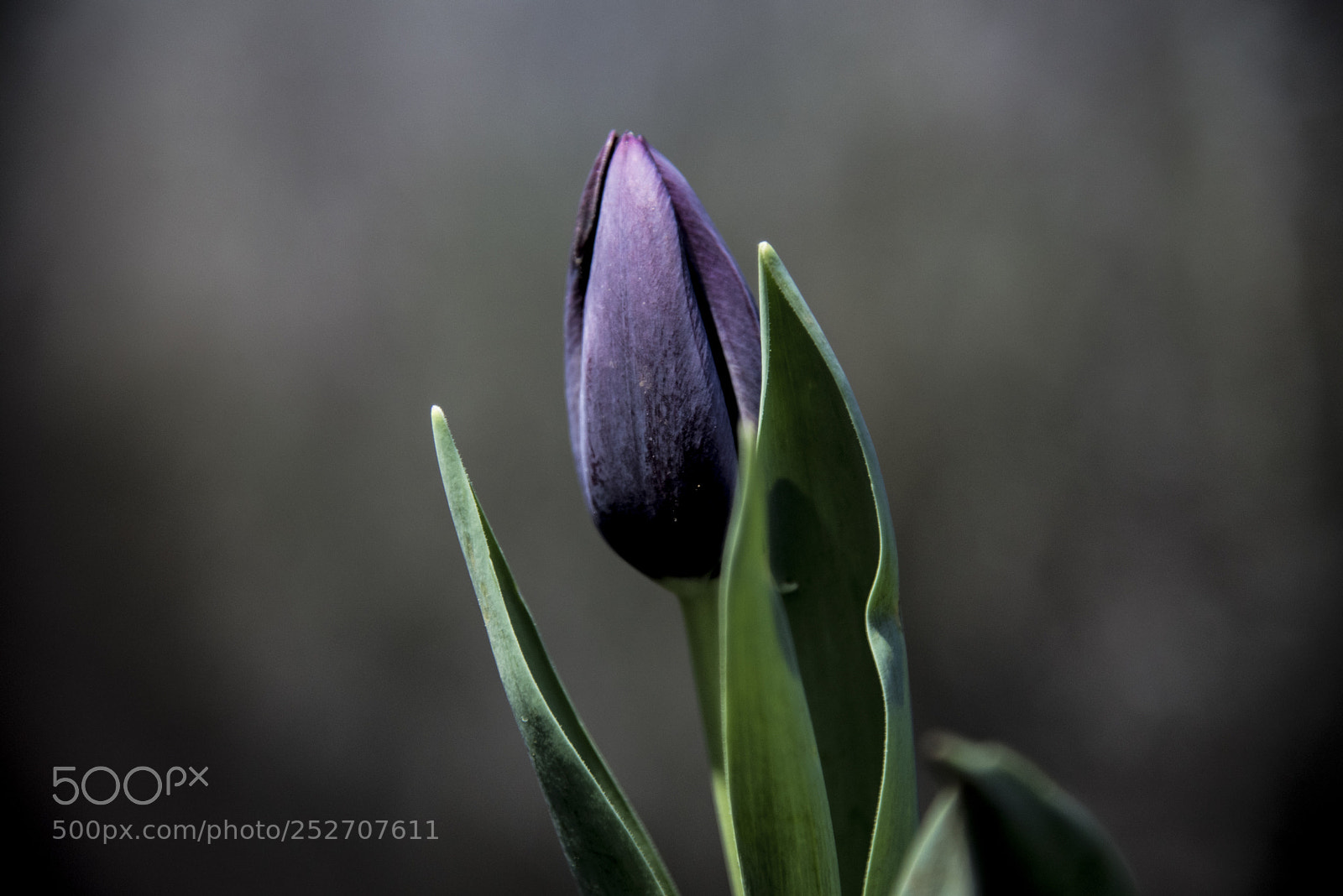 Nikon D750 sample photo. Blooming tulip photography