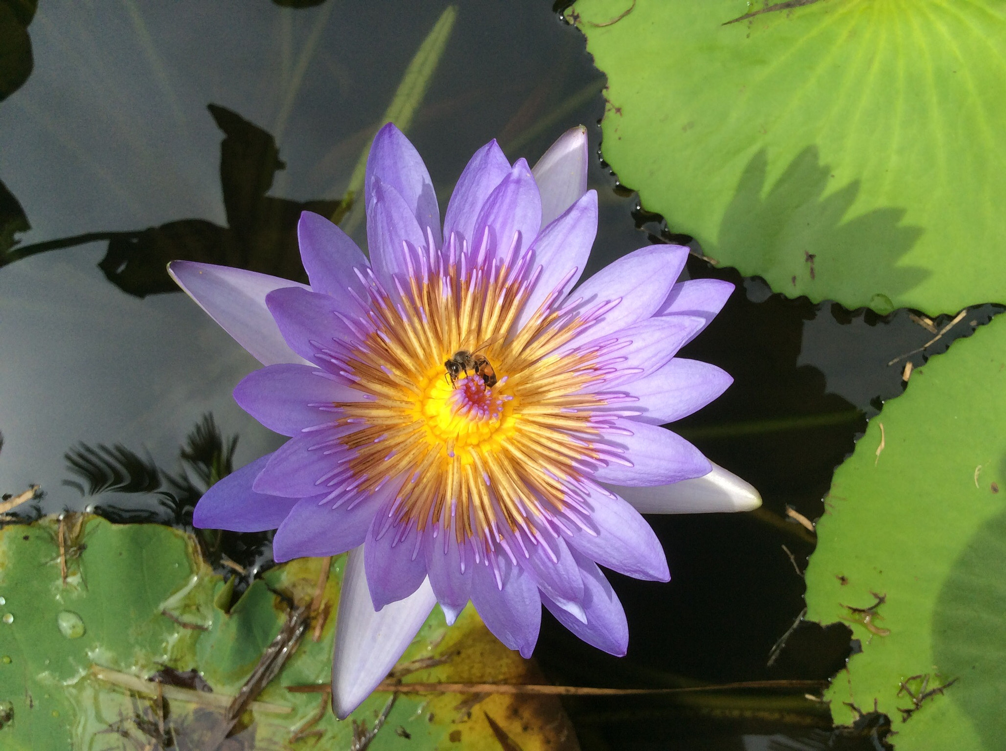 Apple iPad Air sample photo. Purple bee photography