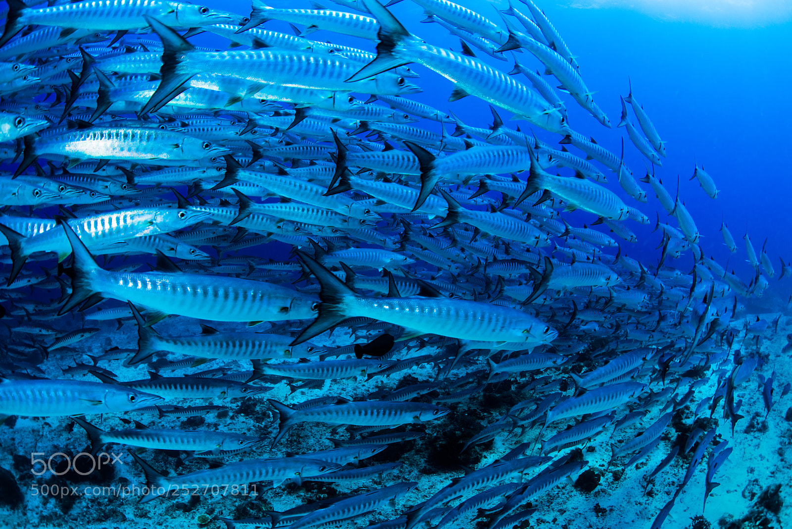 Nikon D810 sample photo. Barracudas school photography