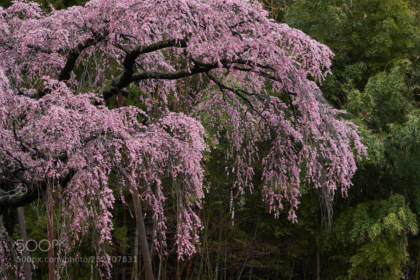 Sony a7R III sample photo. Beni-shidare jizo sakura weeping photography