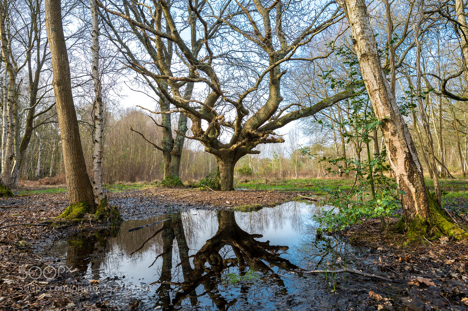 Nikon D850 sample photo. Horns of the forest photography