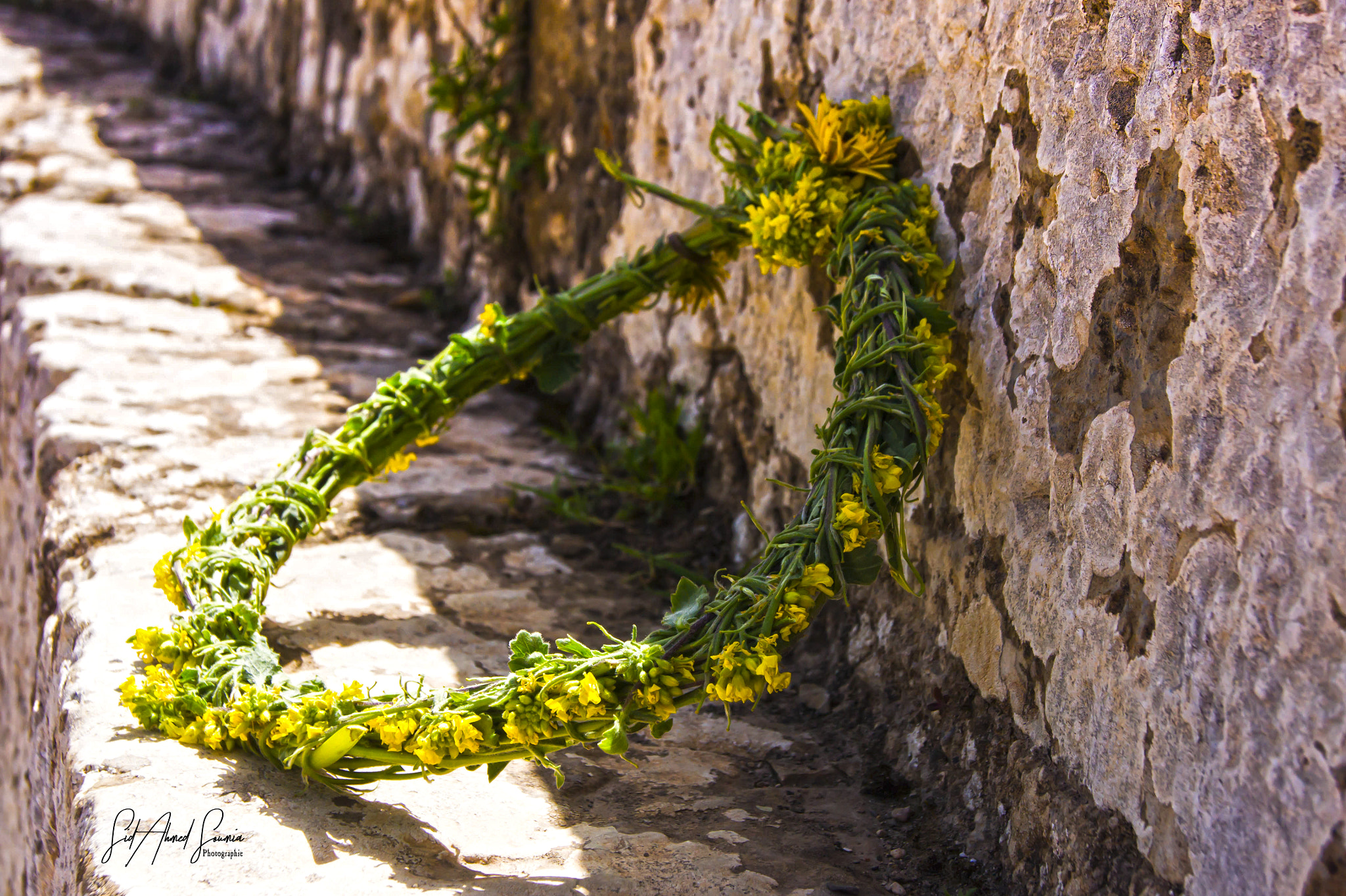 Sony Alpha DSLR-A450 sample photo. Flowers' crown photography