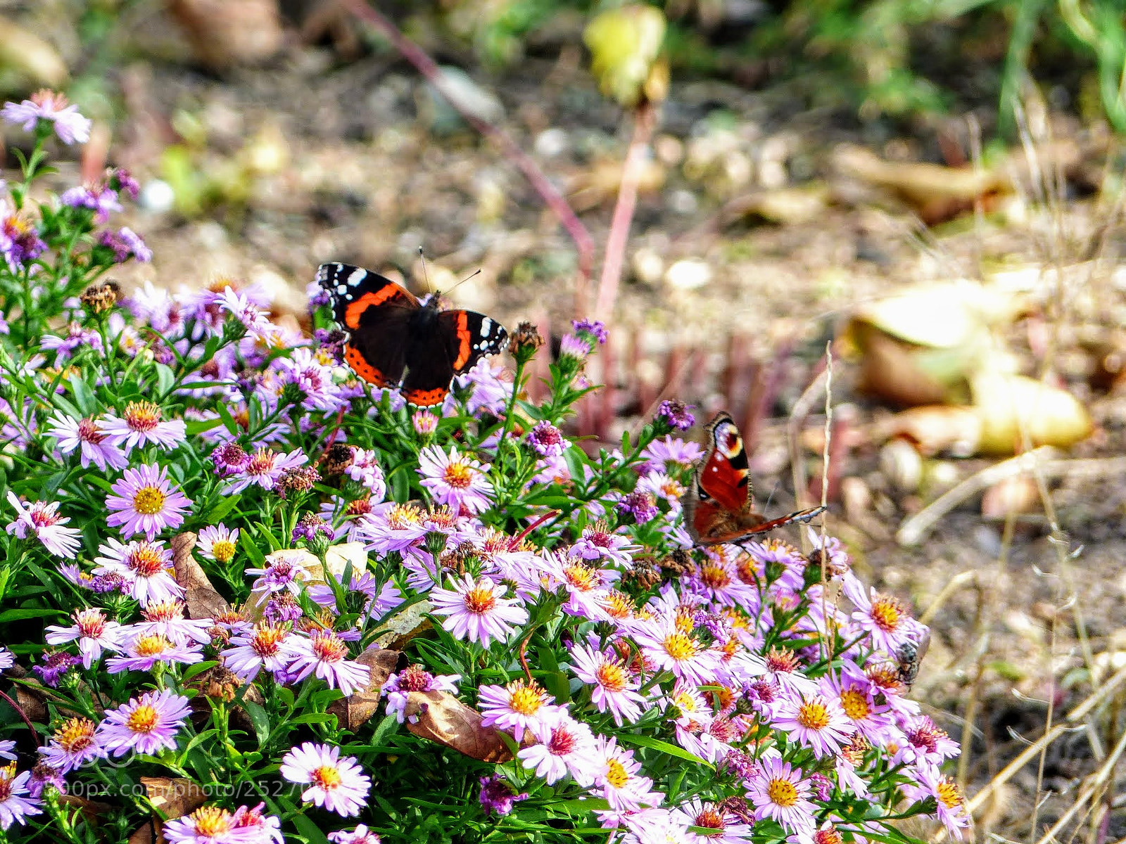 Panasonic Lumix DMC-FZ200 sample photo. Plants and butterfly's photography
