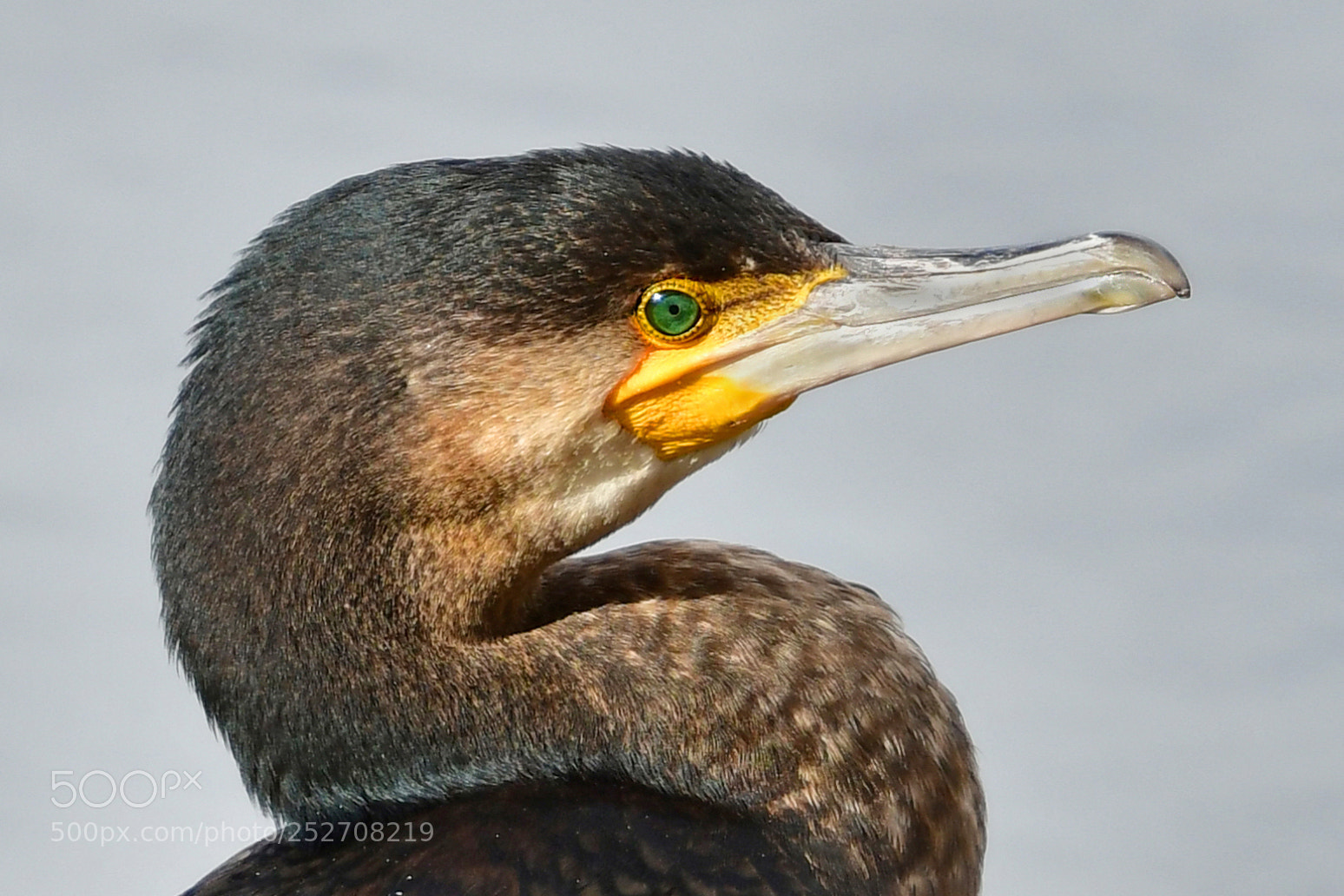 Nikon D500 sample photo. Cormorant photography