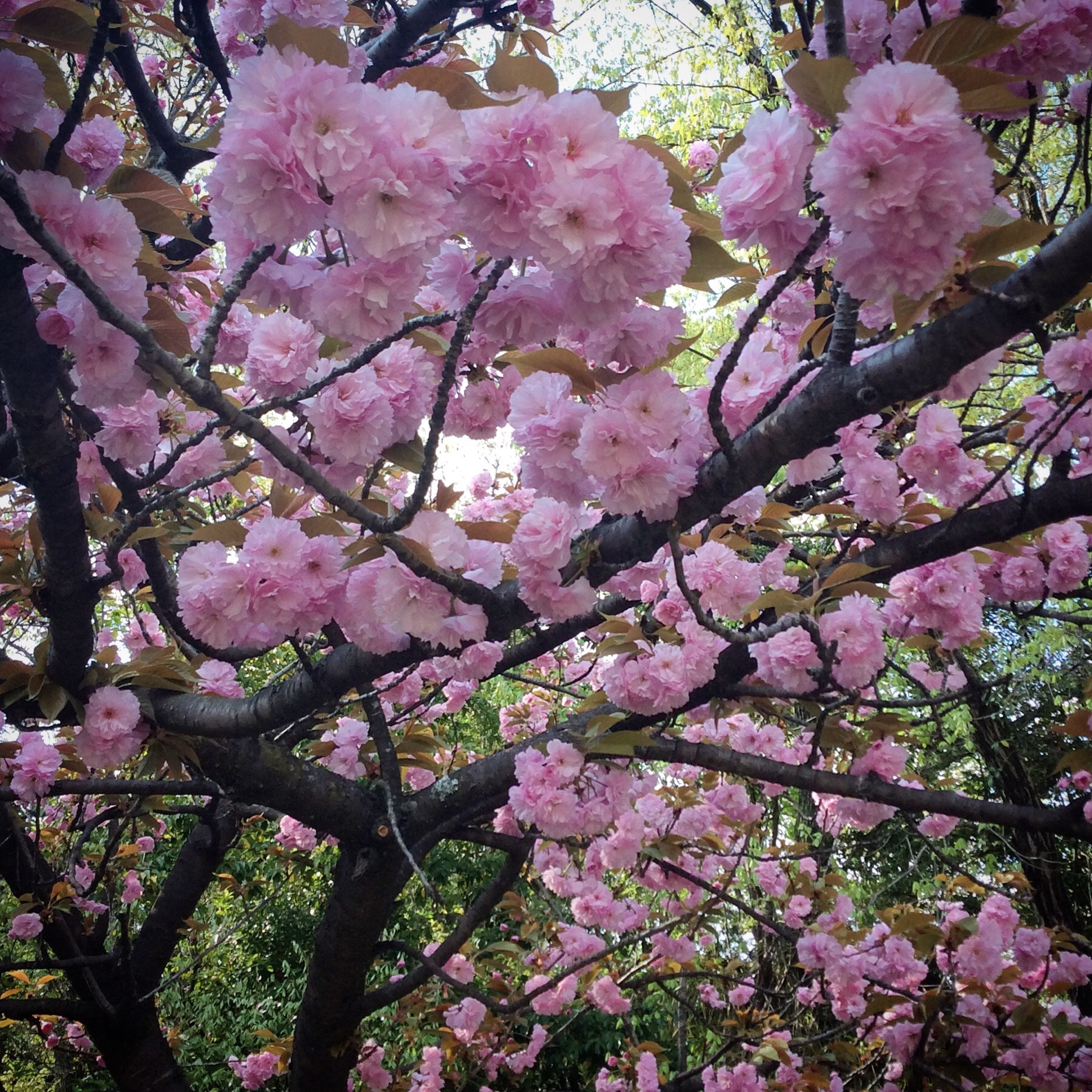 Apple iPad mini 3 sample photo. Cherry blossoms in full bloom  photography