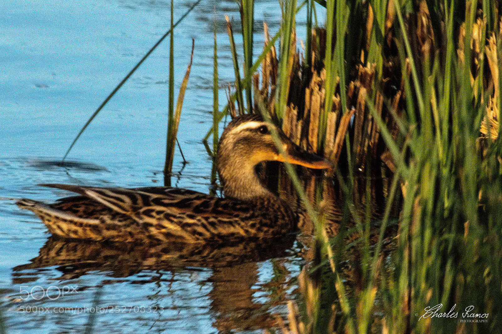Nikon D500 sample photo. Observation photography