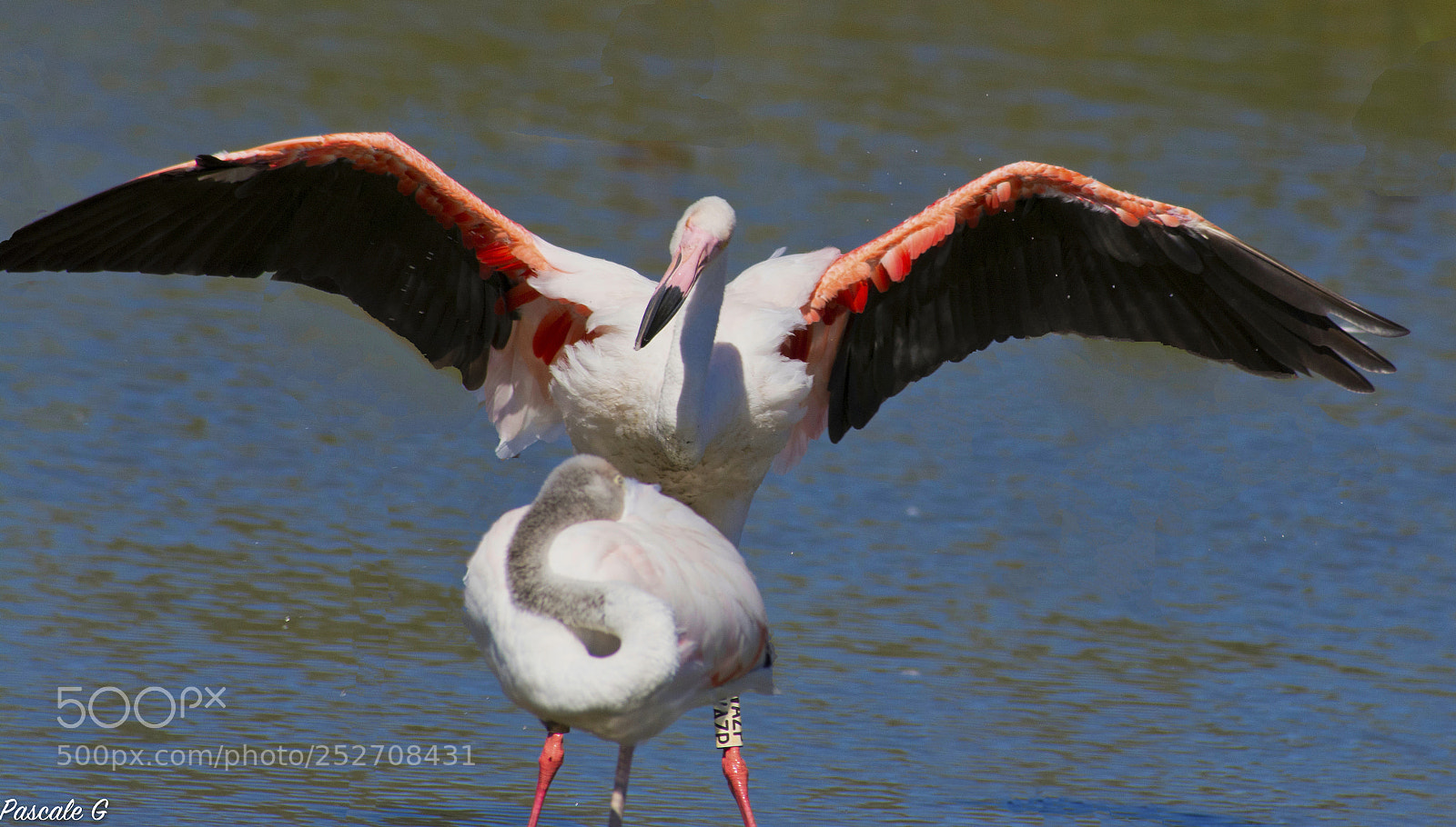 Nikon D7100 sample photo. Protector or domineering ? photography