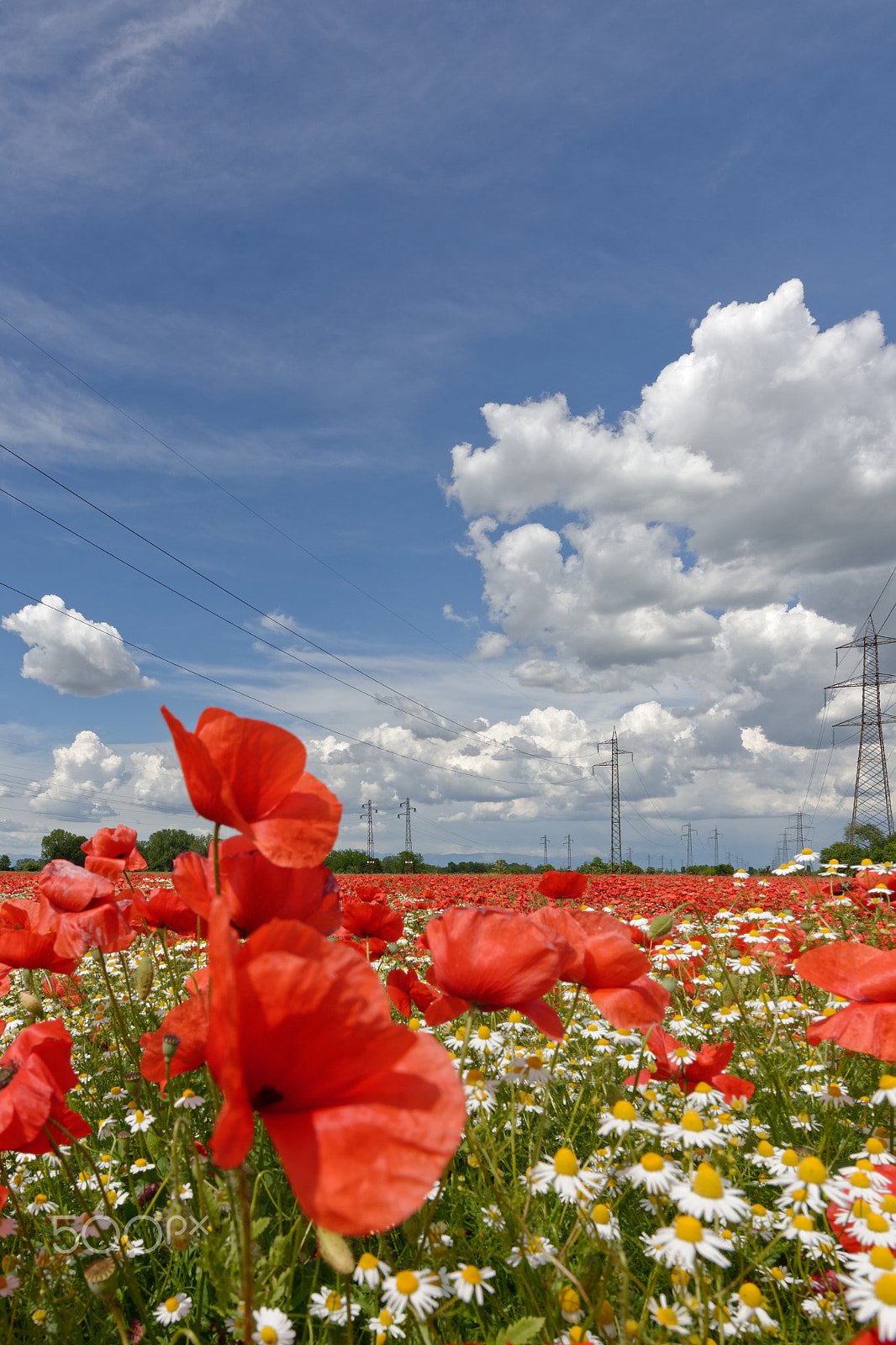 Nikon D7100 + Nikon AF-S Nikkor 14-24mm F2.8G ED sample photo. Poppies, daisies & clouds photography