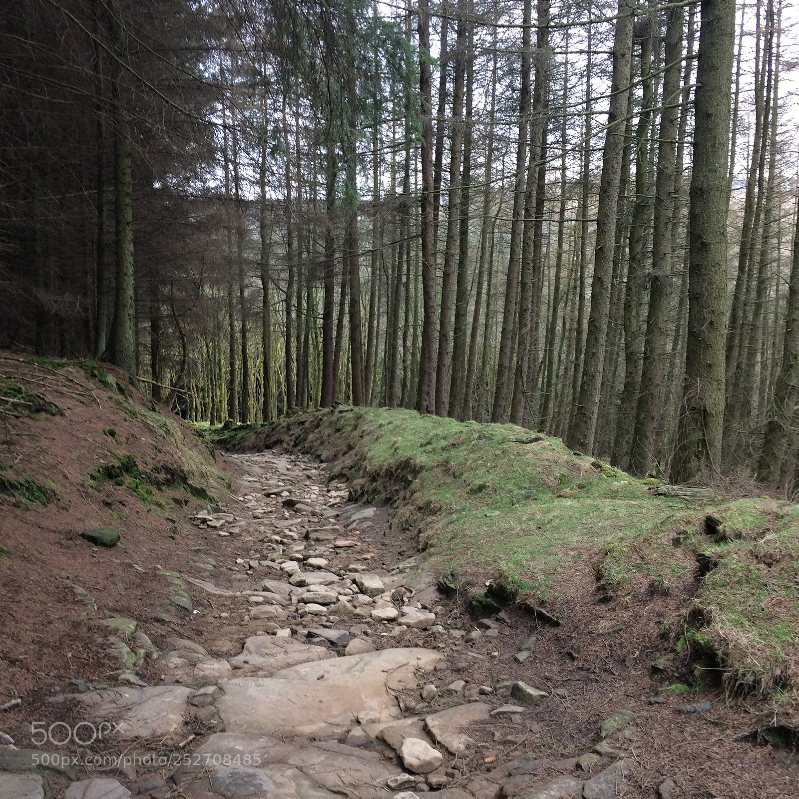 Apple iPhone 5s sample photo. Forests and the paths. photography