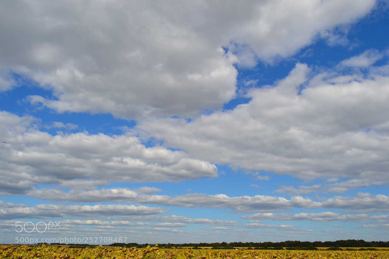 Nikon D3100 sample photo. Textured autumn sky. photography