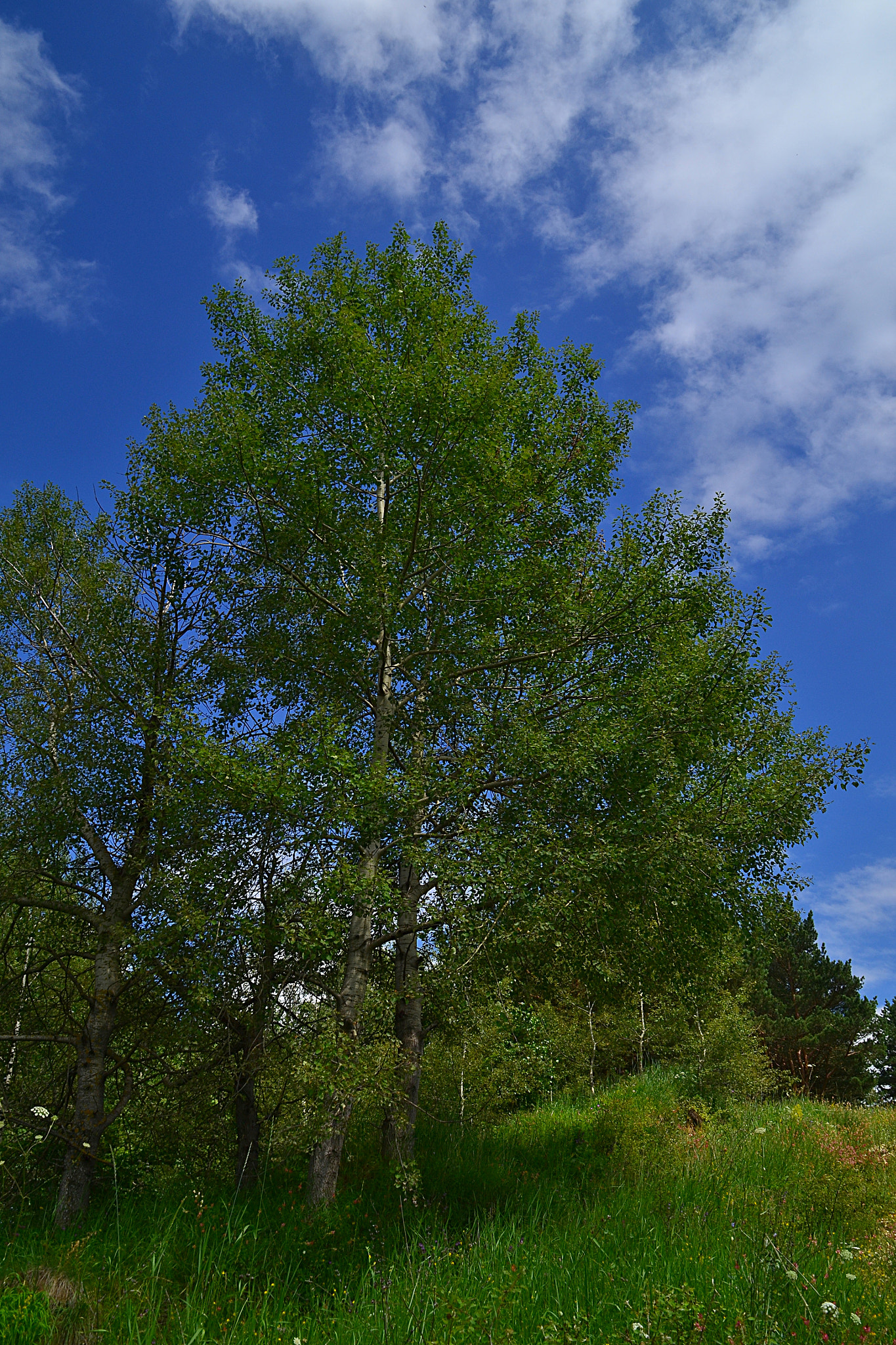 Nikon D3100 sample photo. Curly aspen photography