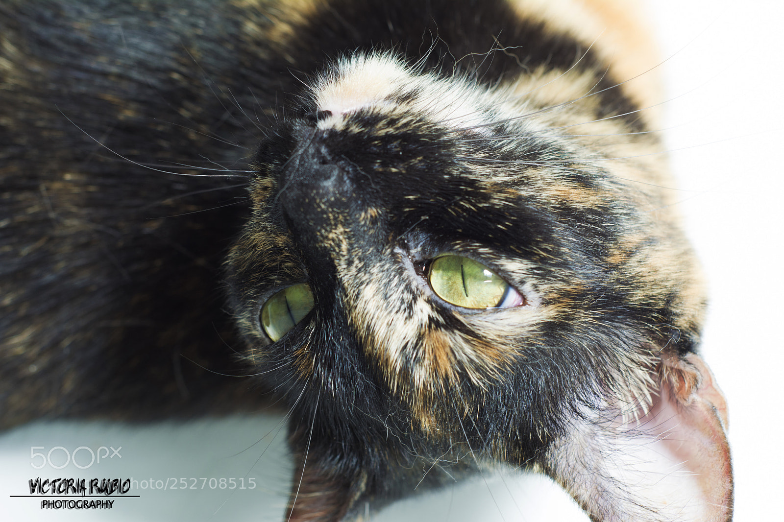 Nikon D5200 sample photo. Marusa photography