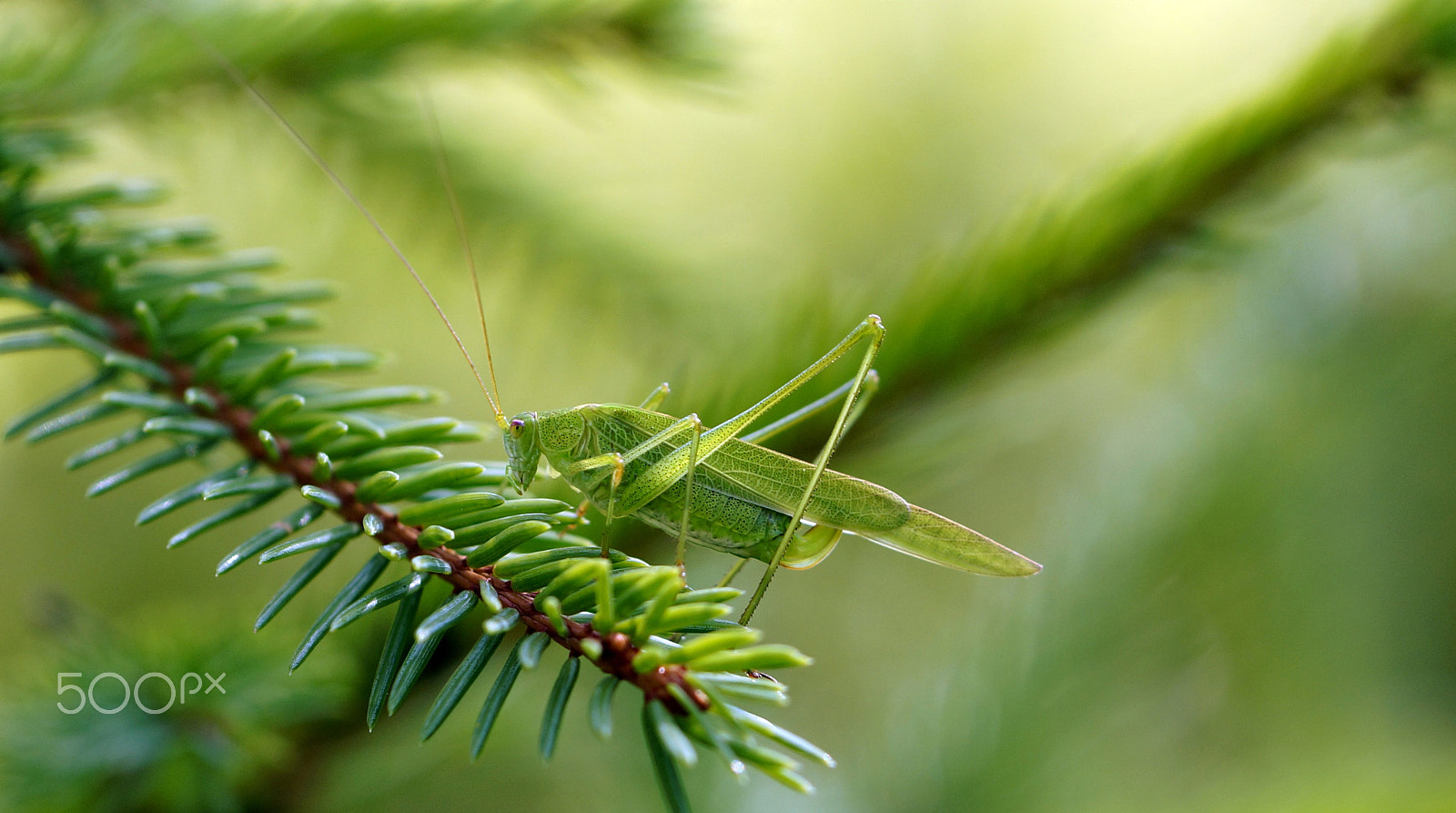 Sony SLT-A57 + Tamron SP 90mm F2.8 Di VC USD 1:1 Macro sample photo. Sichelschrecke photography