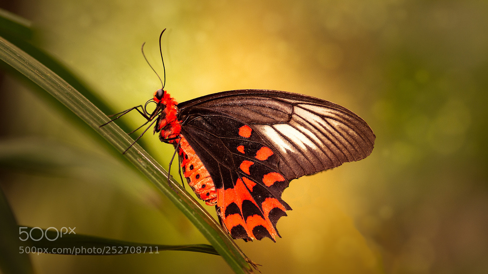Sony SLT-A58 sample photo. Red mormon butterfly photography