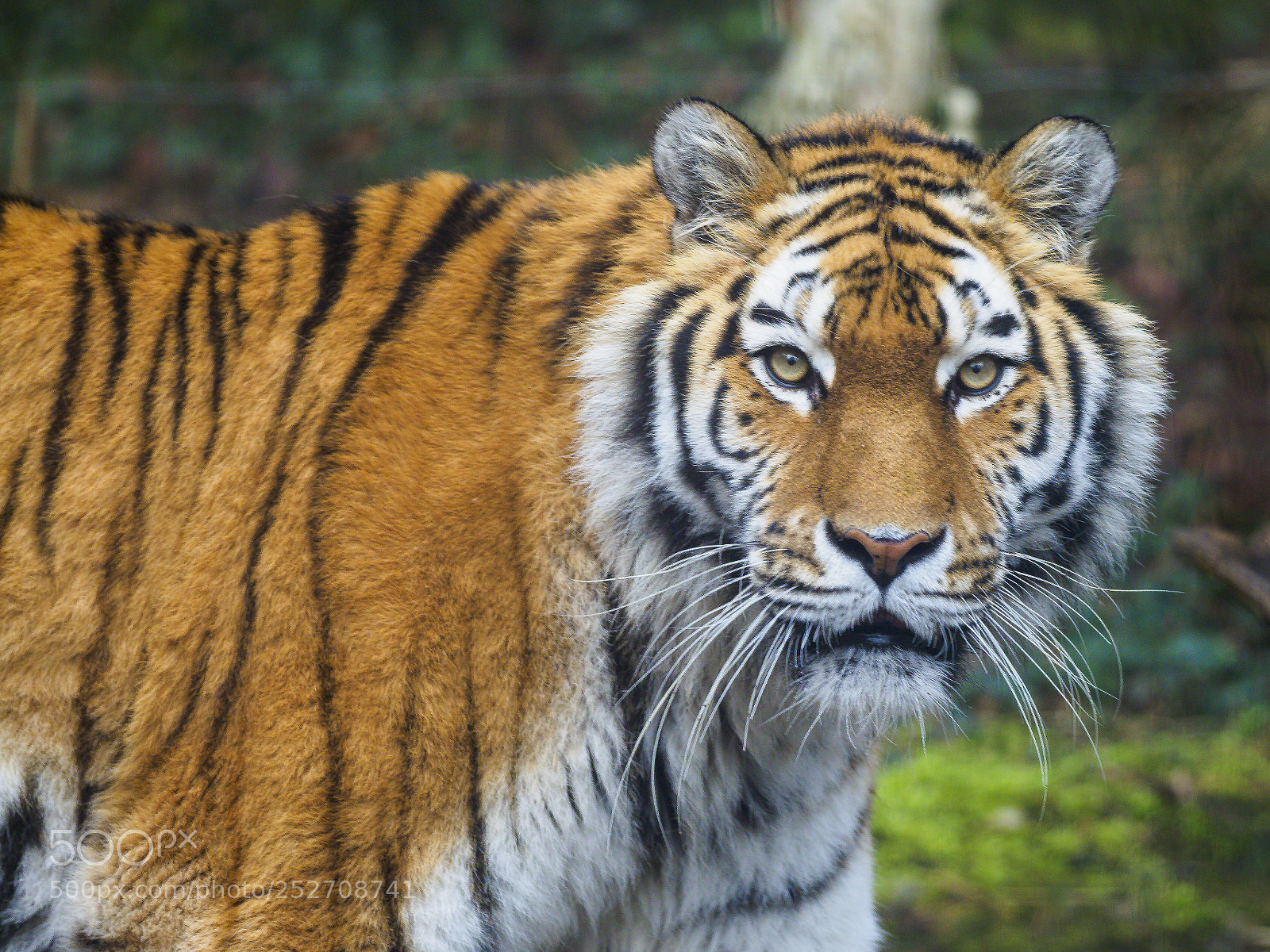 Olympus OM-D E-M1 Mark II sample photo. Stawling around photography