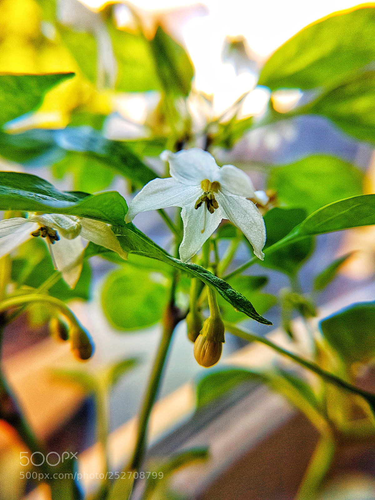 Samsung Galaxy S7 Edge sample photo. Chilli photography