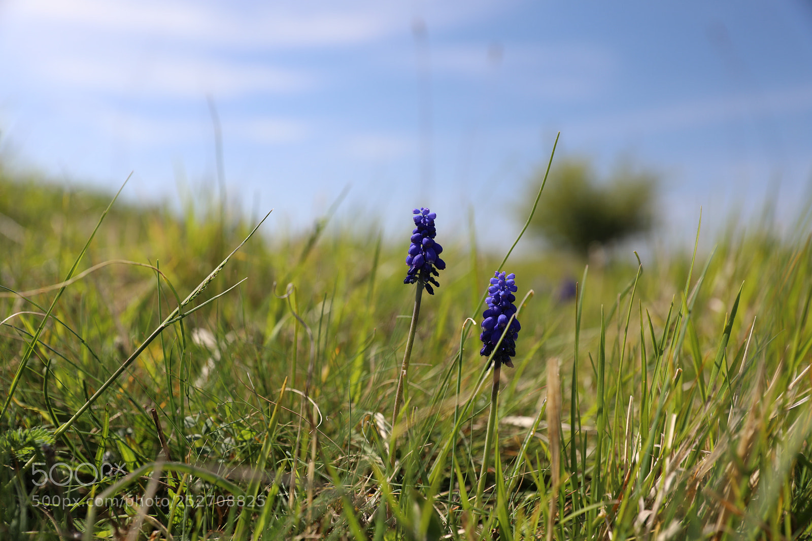 Canon EF 24-70mm F2.8L II USM sample photo. Spring photography