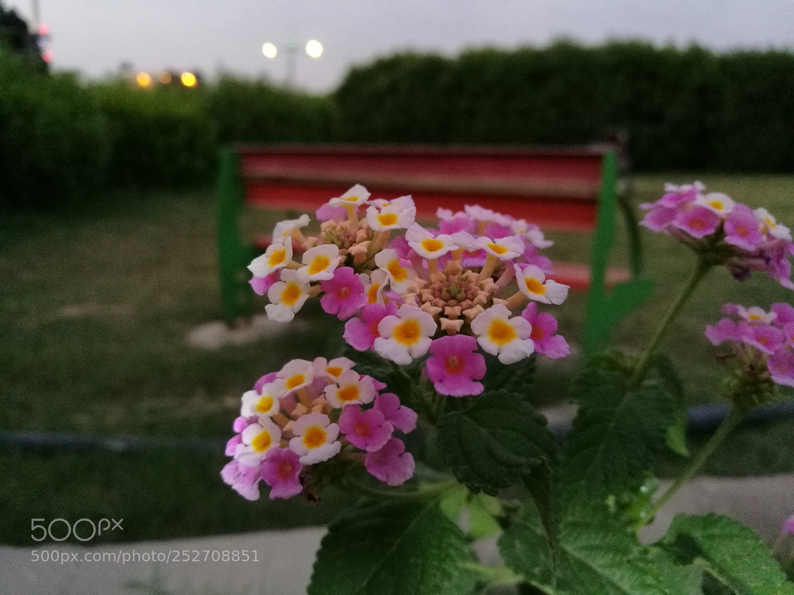 HUAWEI P9 Plus sample photo. Untitled photography