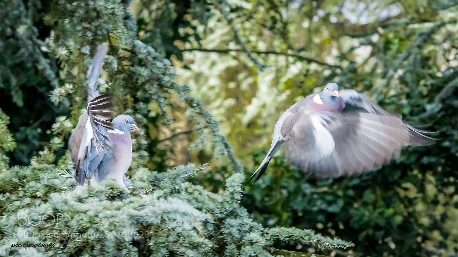 Nikon D3200 sample photo. Pigeons couple envol photography