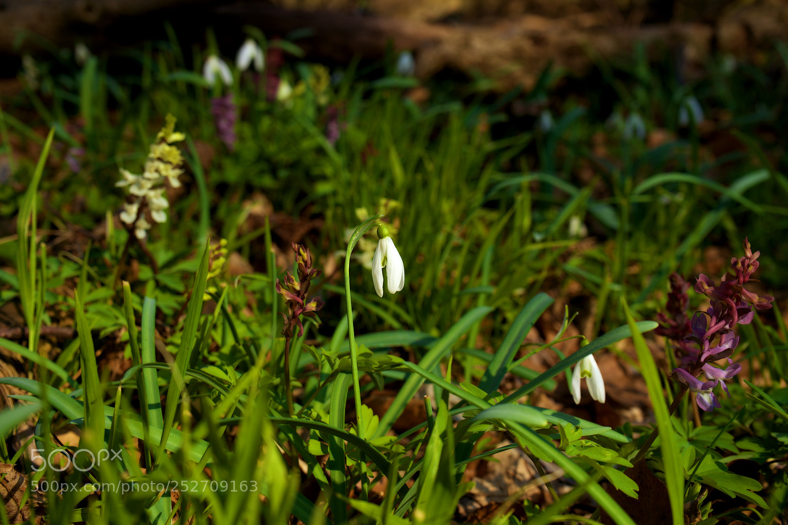 Sony a7 sample photo. Green snowdrops photography
