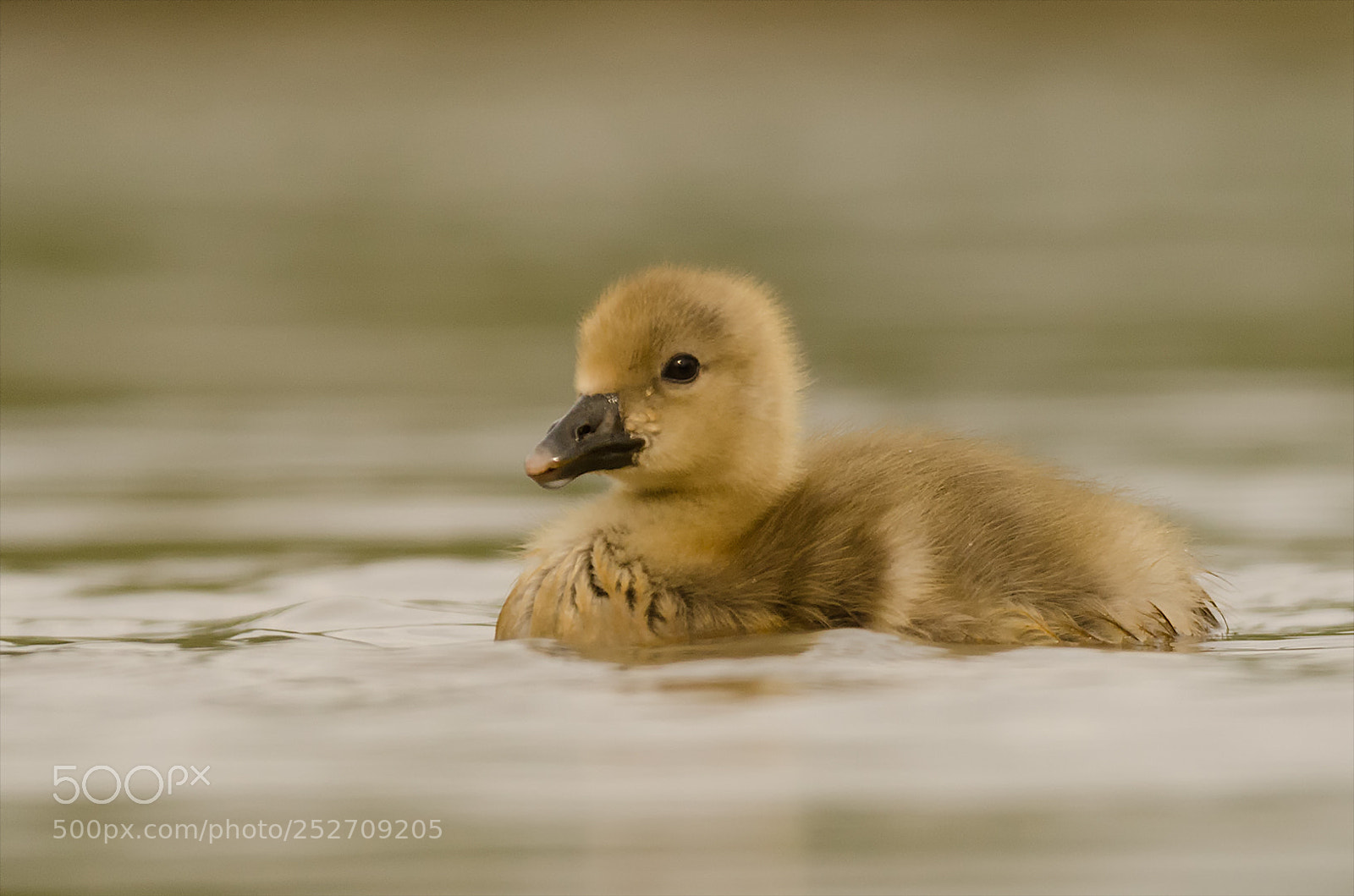 Nikon D7000 sample photo. Greylag goose chicken graugans photography