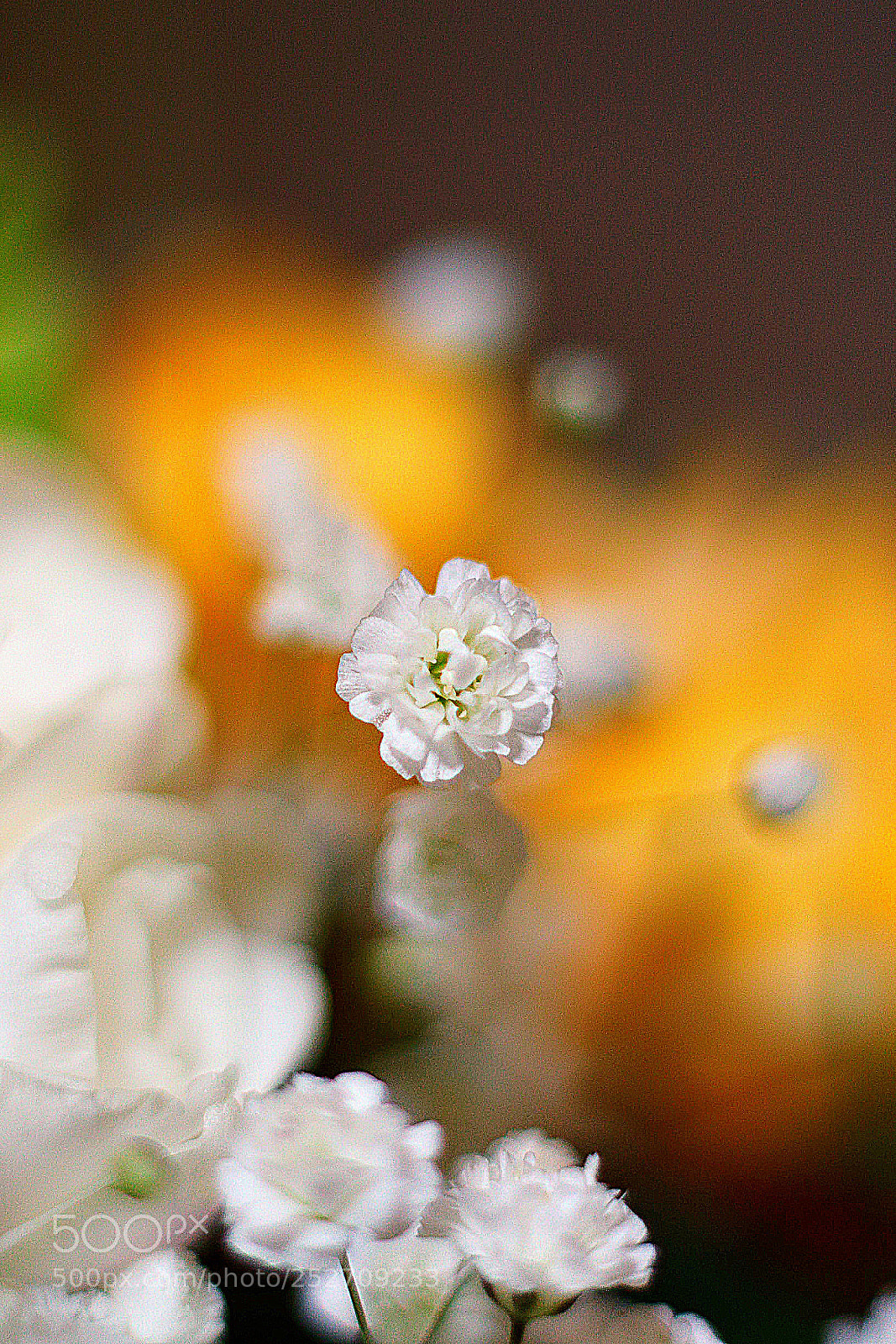 Canon EOS M3 sample photo. White flower photography